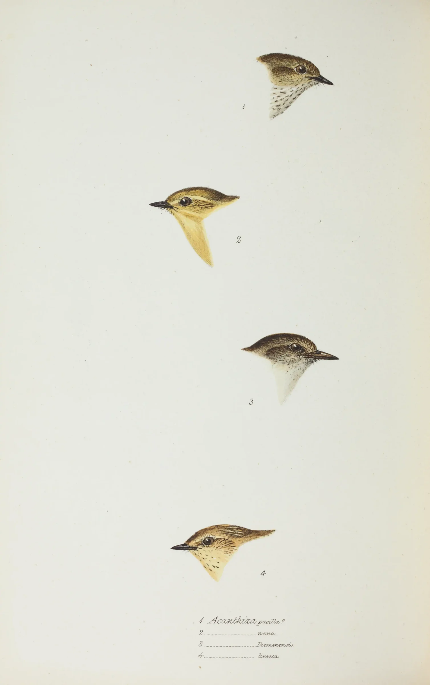 Historical bird plate: Brown Thornbill