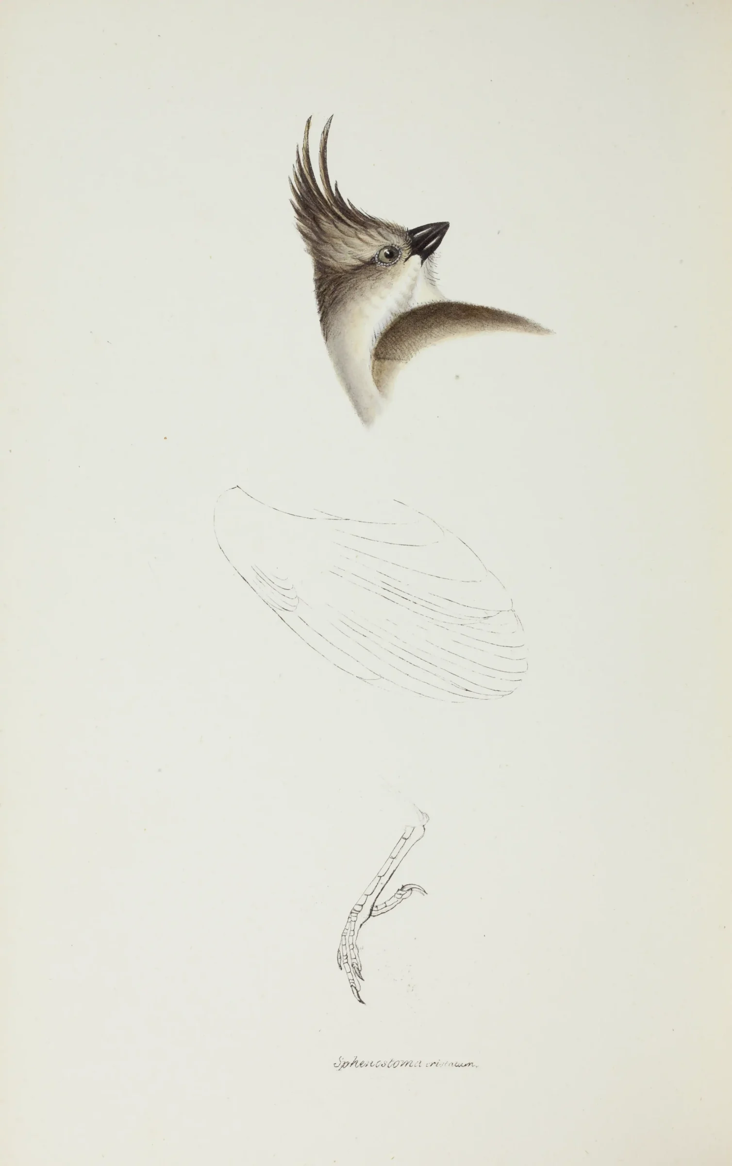 Historical bird plate: Chirruping Wedgebill
