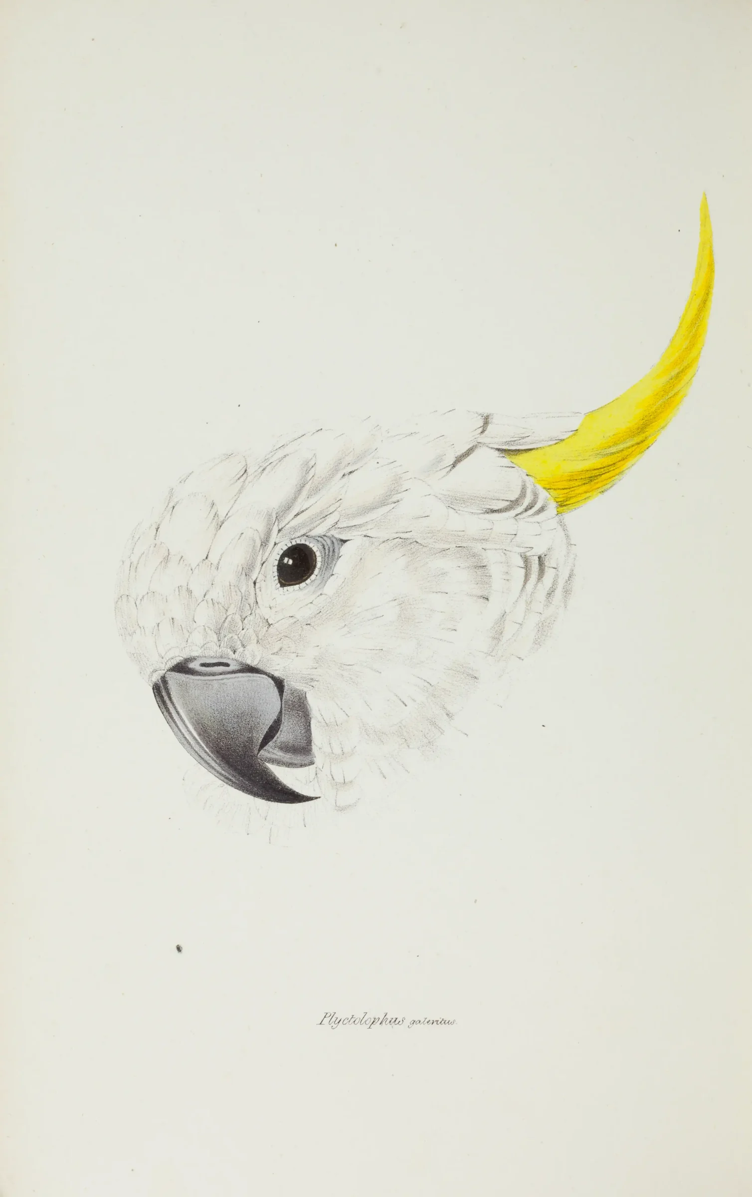 Historical bird plate: Sulphur-crested Cockatoo