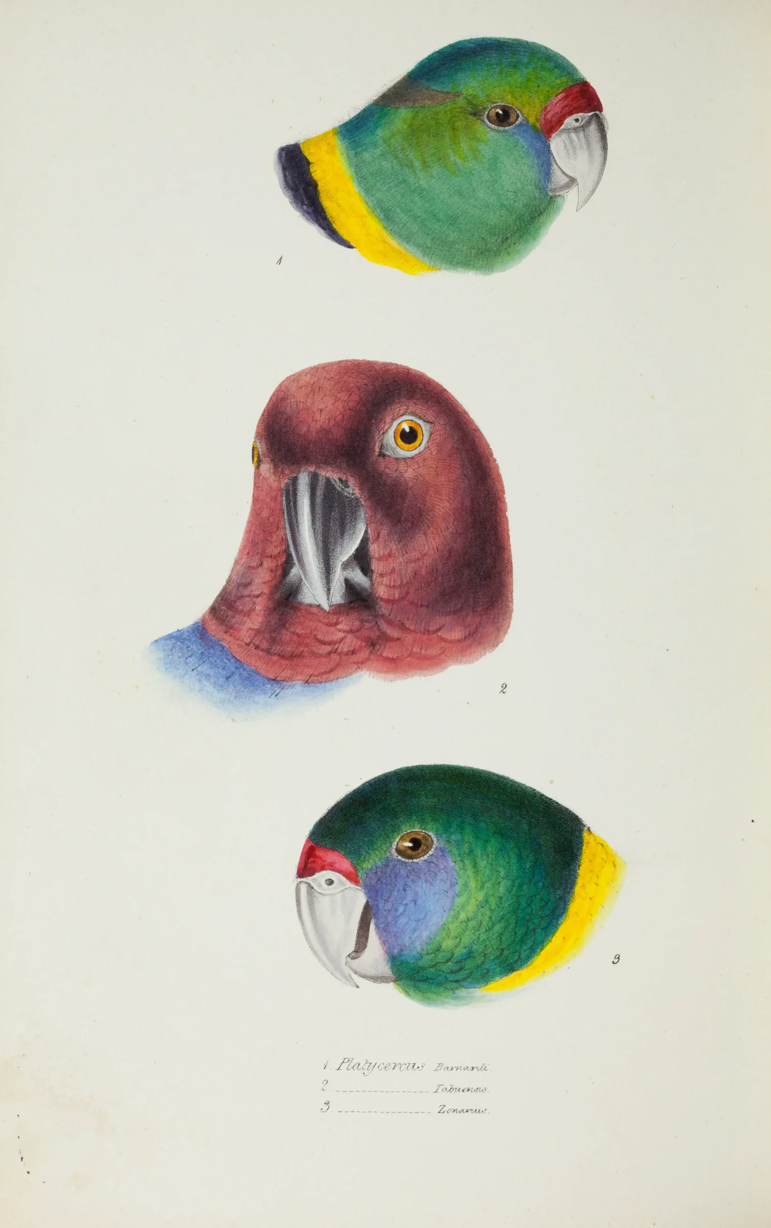 Historical bird plate: Australian Ringneck