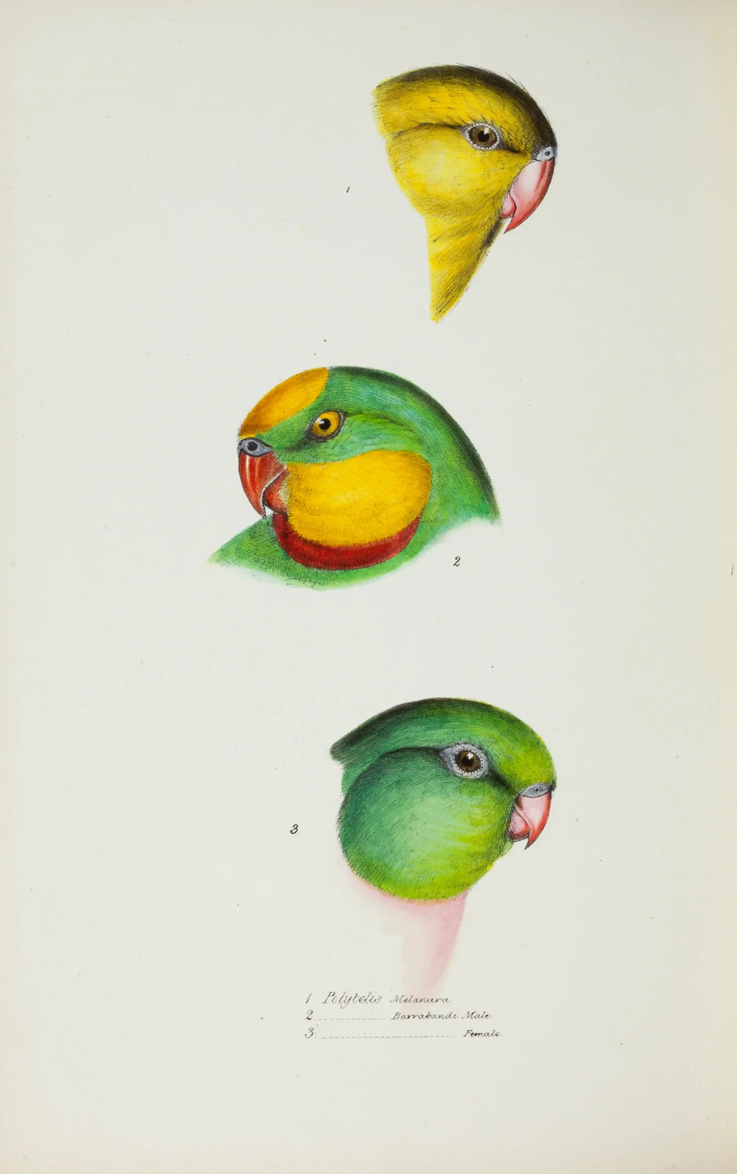 Historical bird plate: Regent Parrot