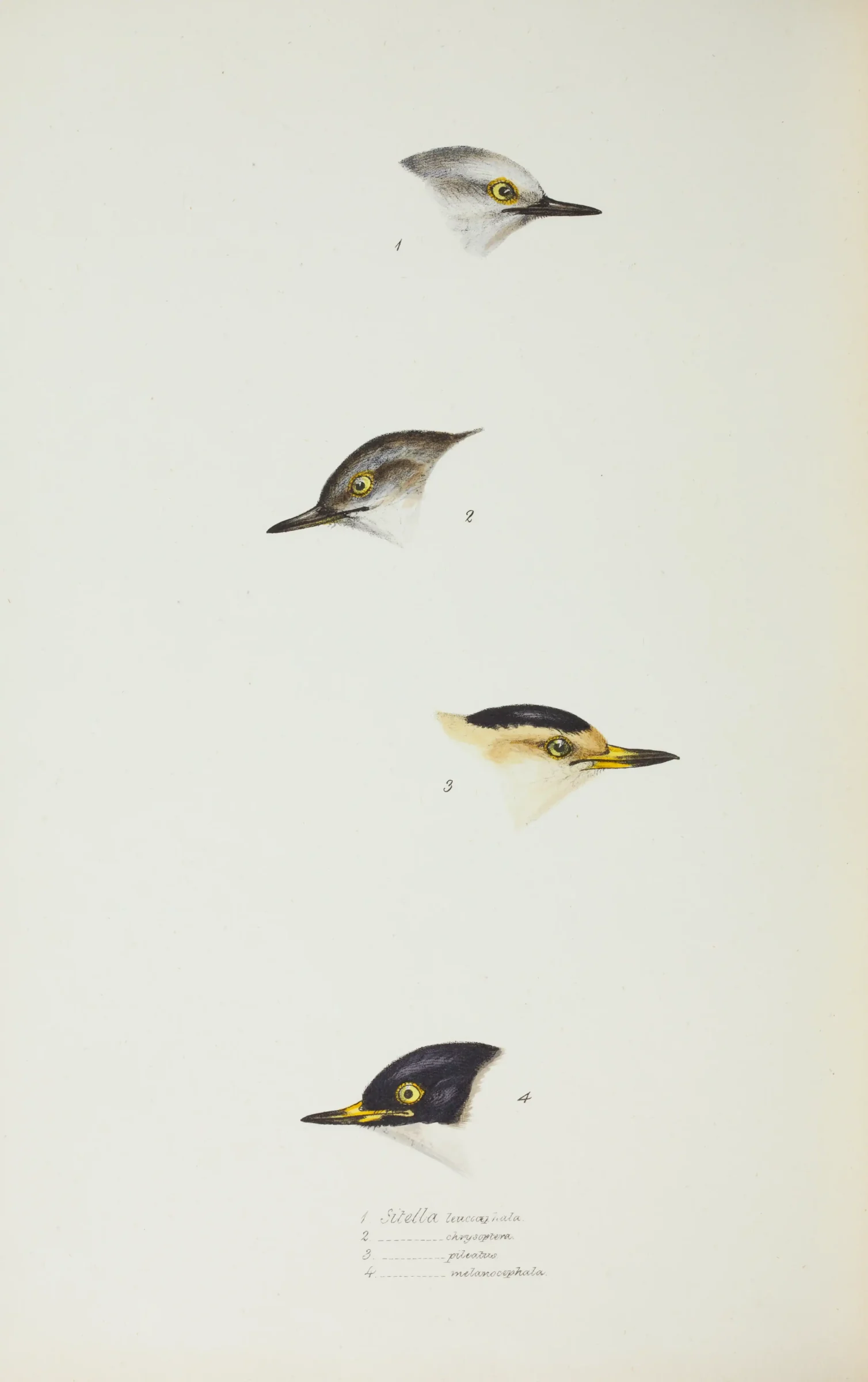Historical bird plate: Varied Sittella