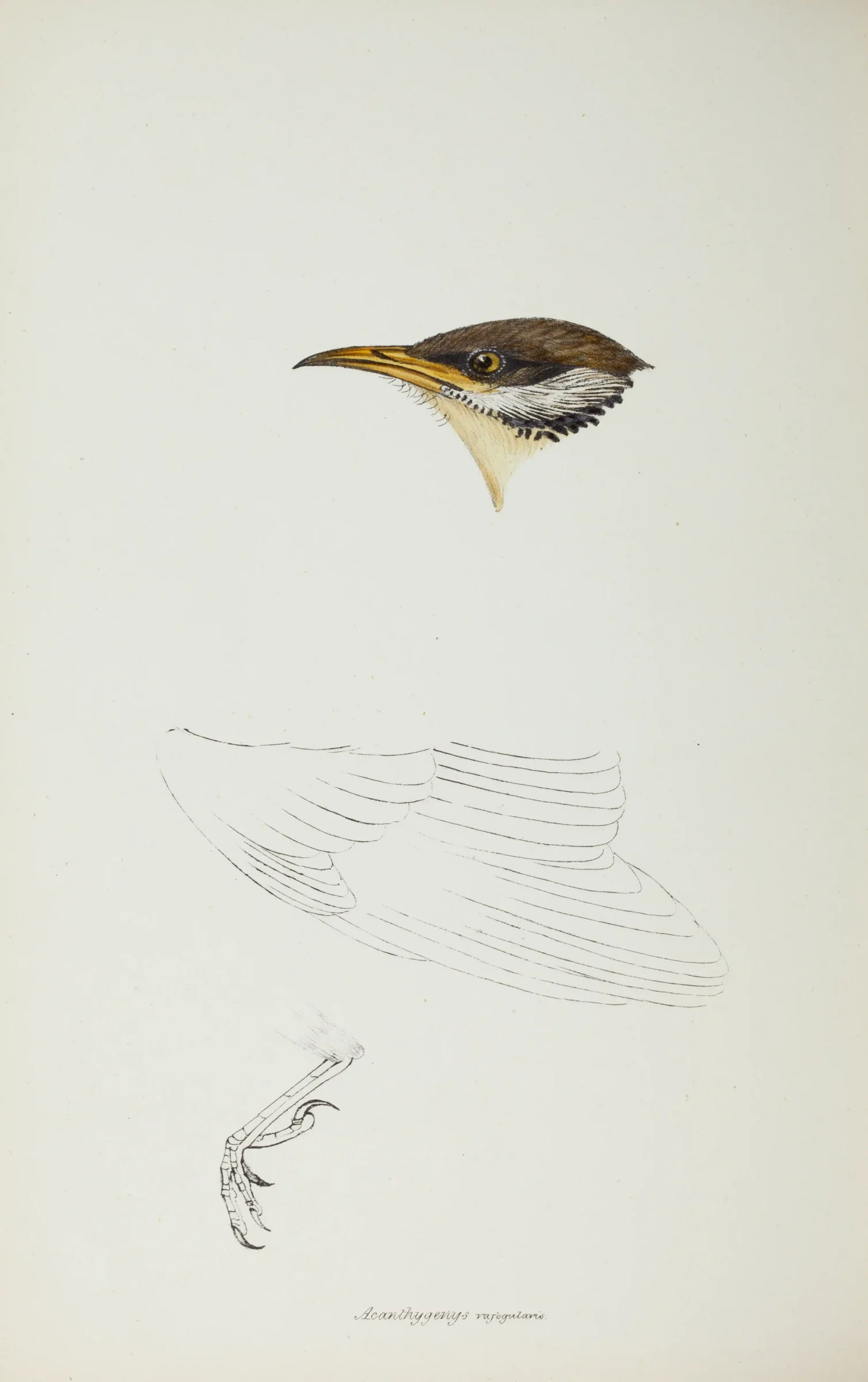 Historical bird plate: Spiny-cheeked Honeyeater