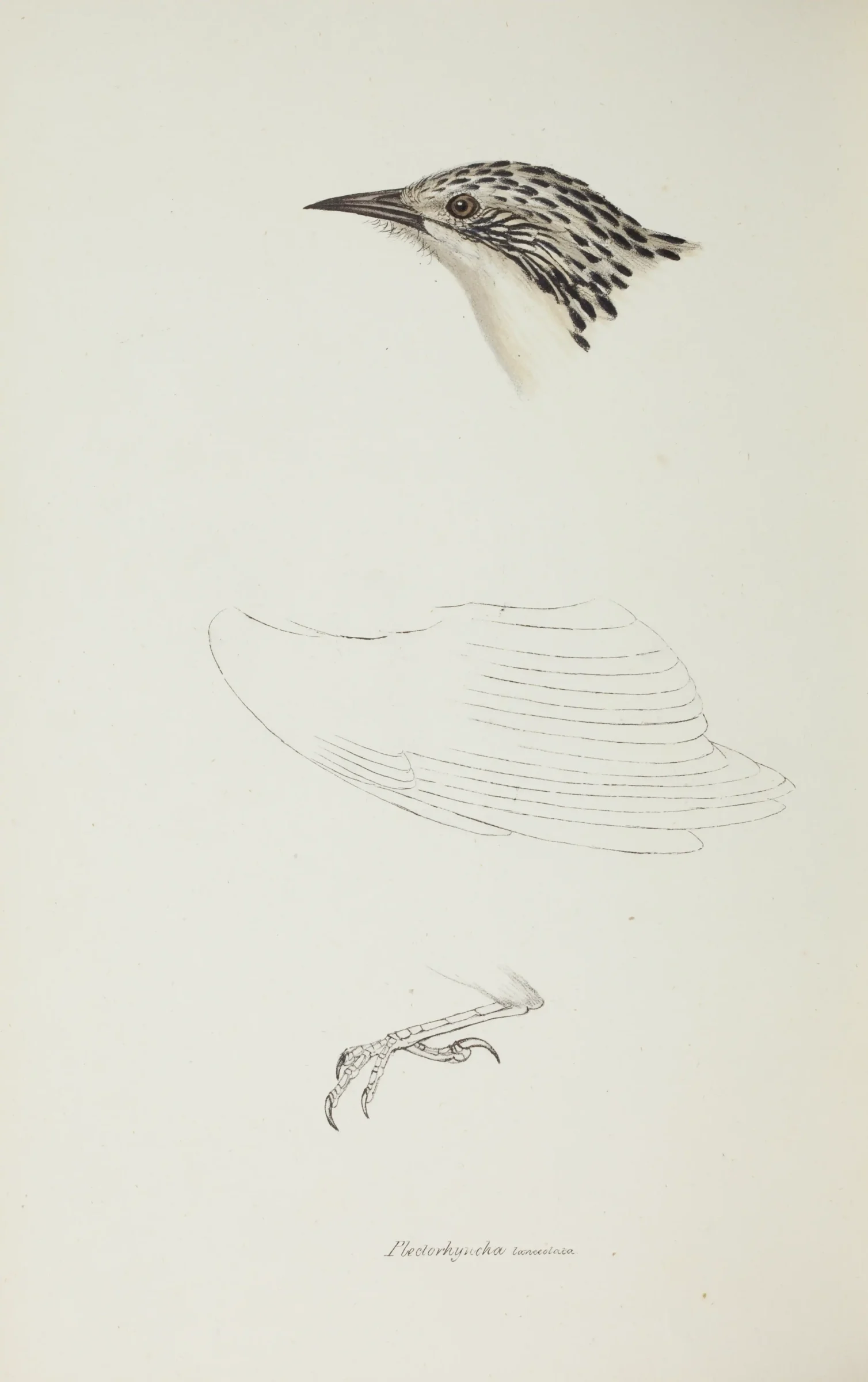 Historical bird plate: Striped Honeyeater
