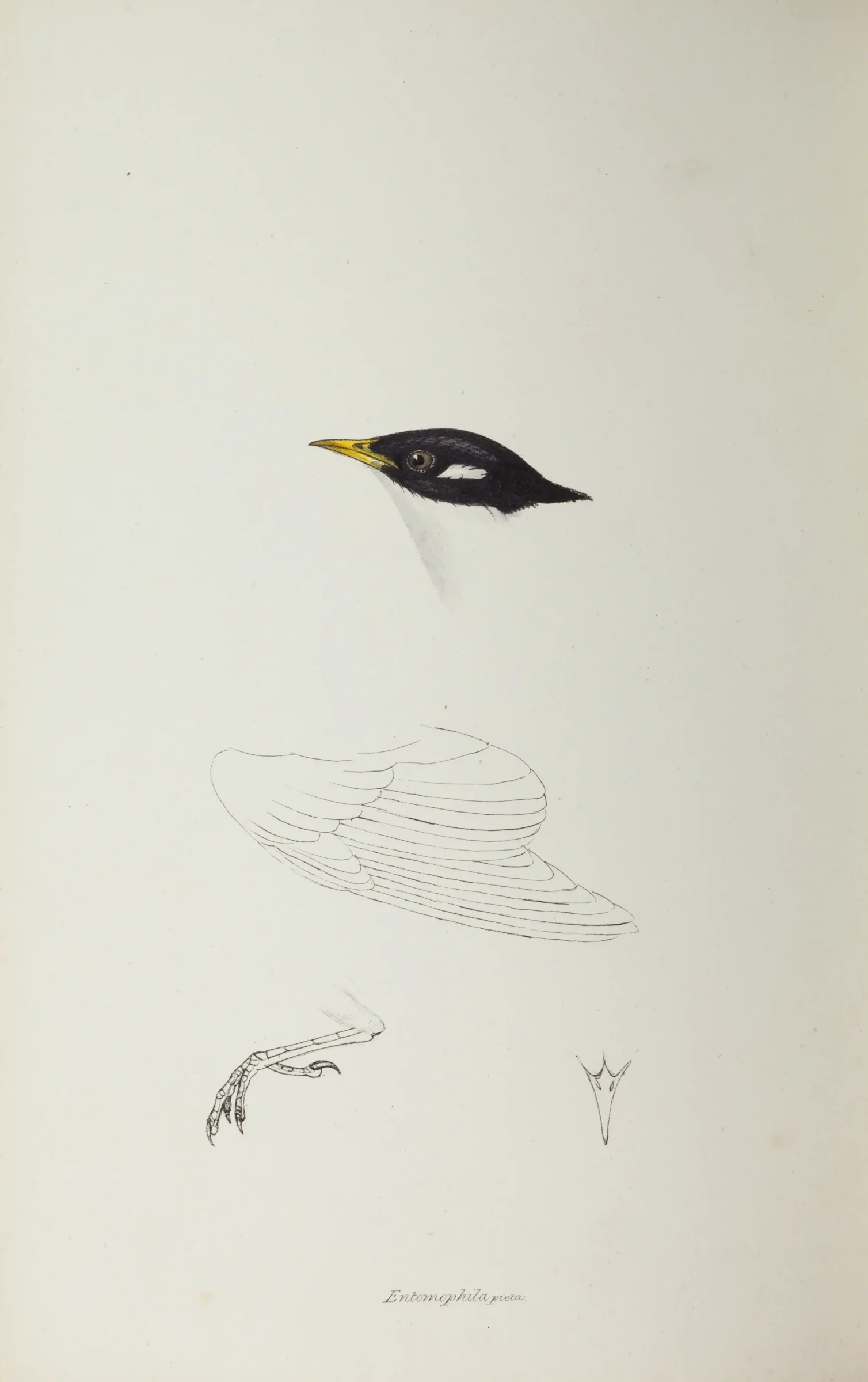 Historical bird plate: Painted Honeyeater