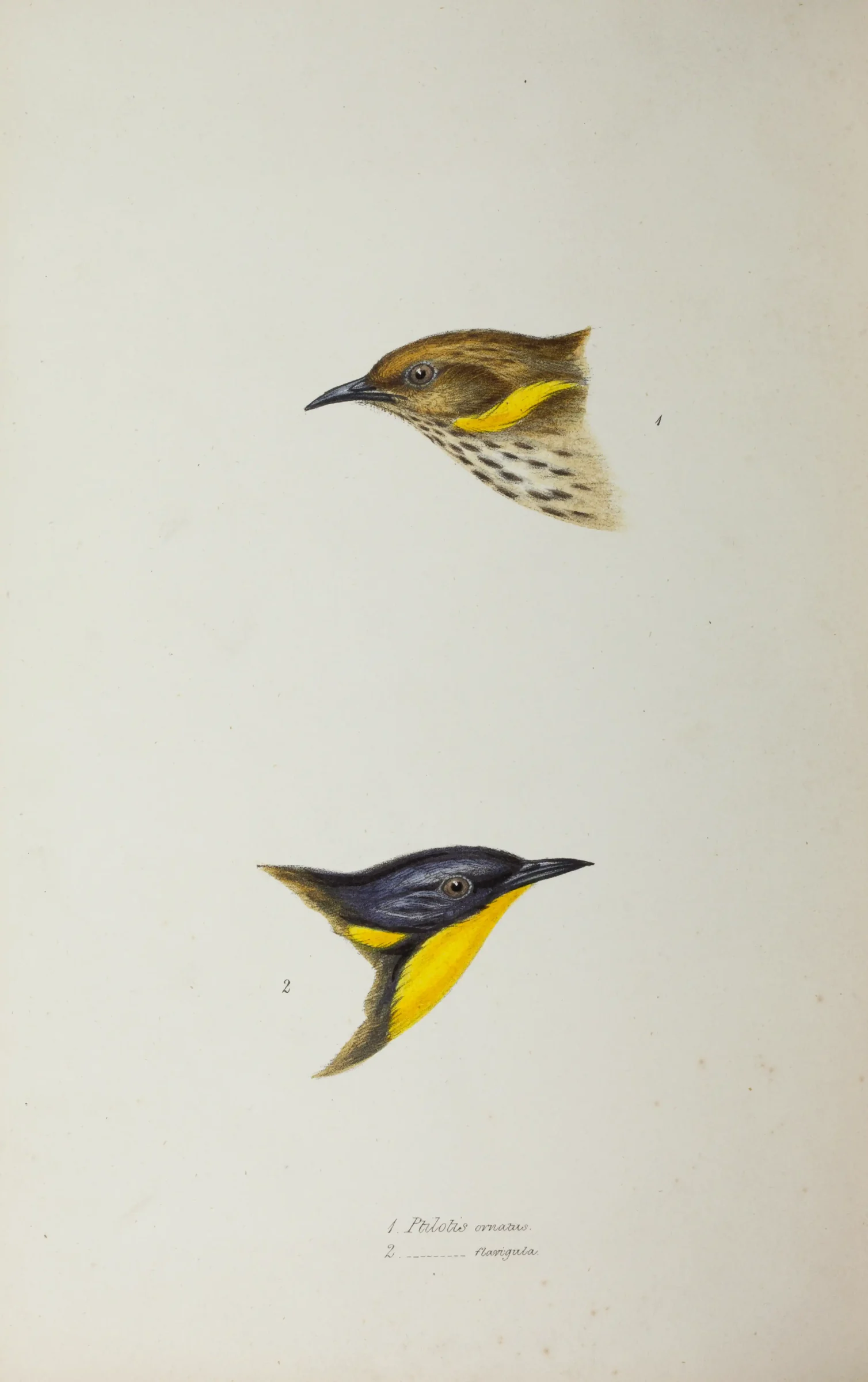 Historical bird plate: Yellow-plumed Honeyeater