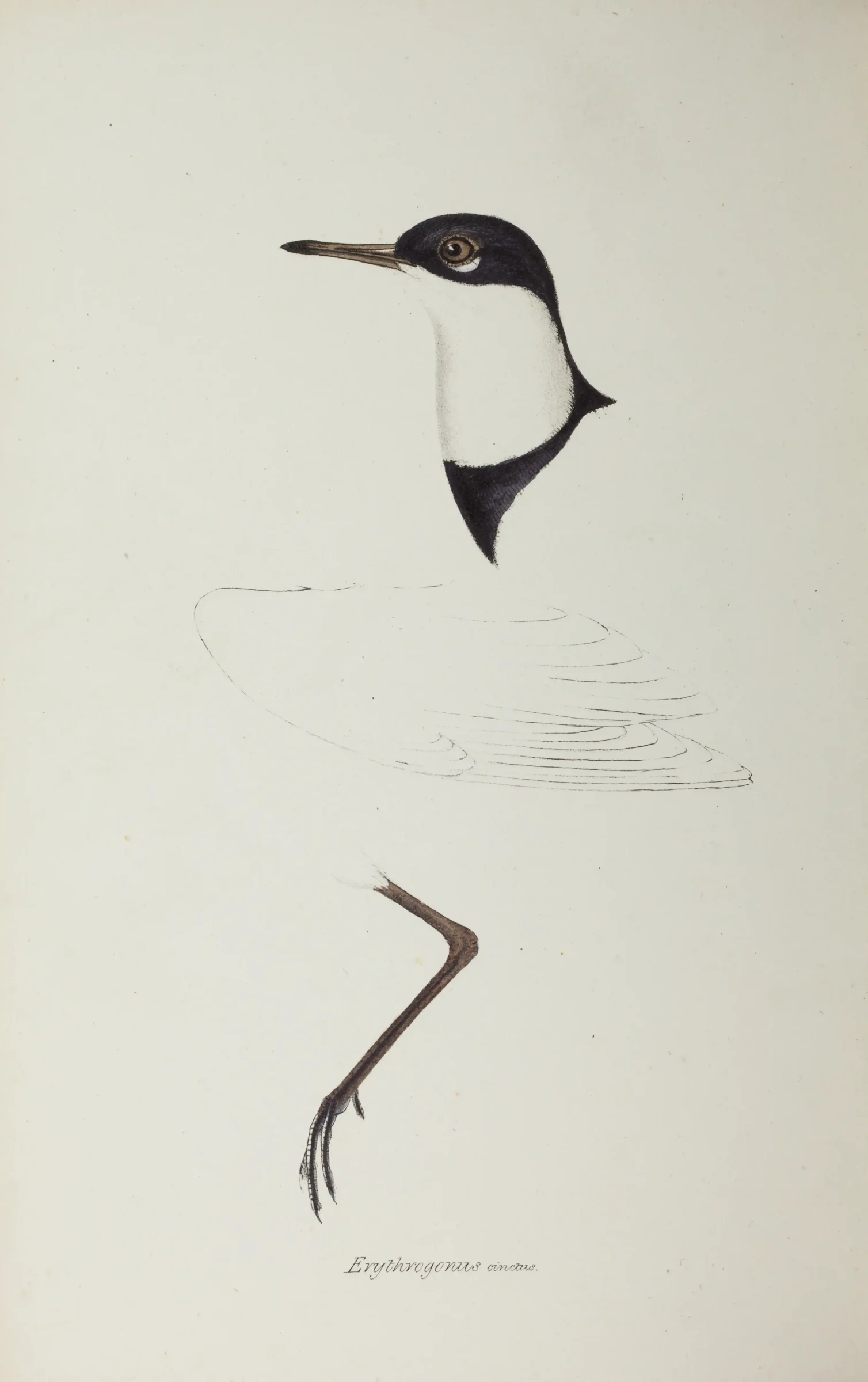 Historical bird plate: Red-kneed Dotterel