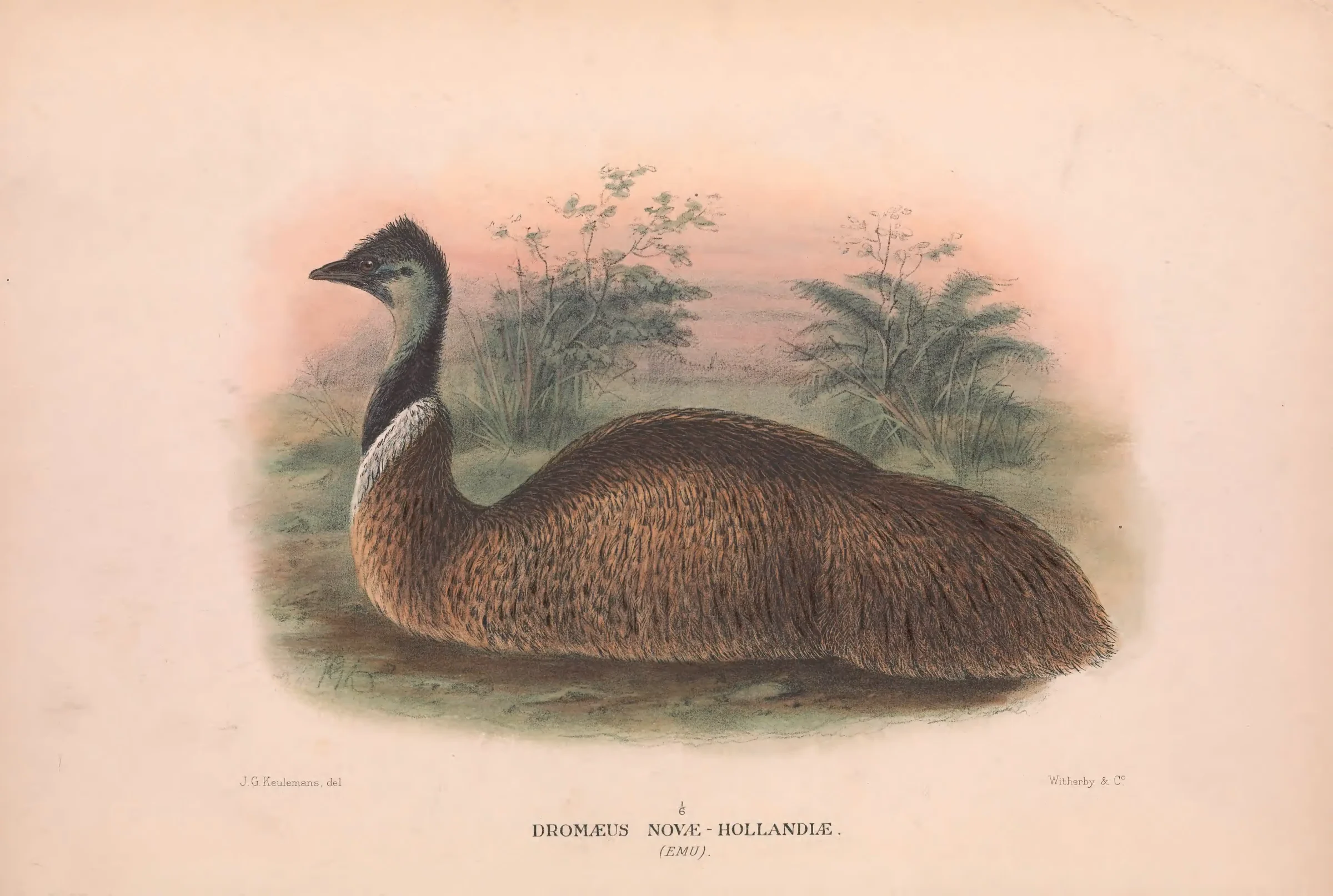 Historical bird plate: Emu