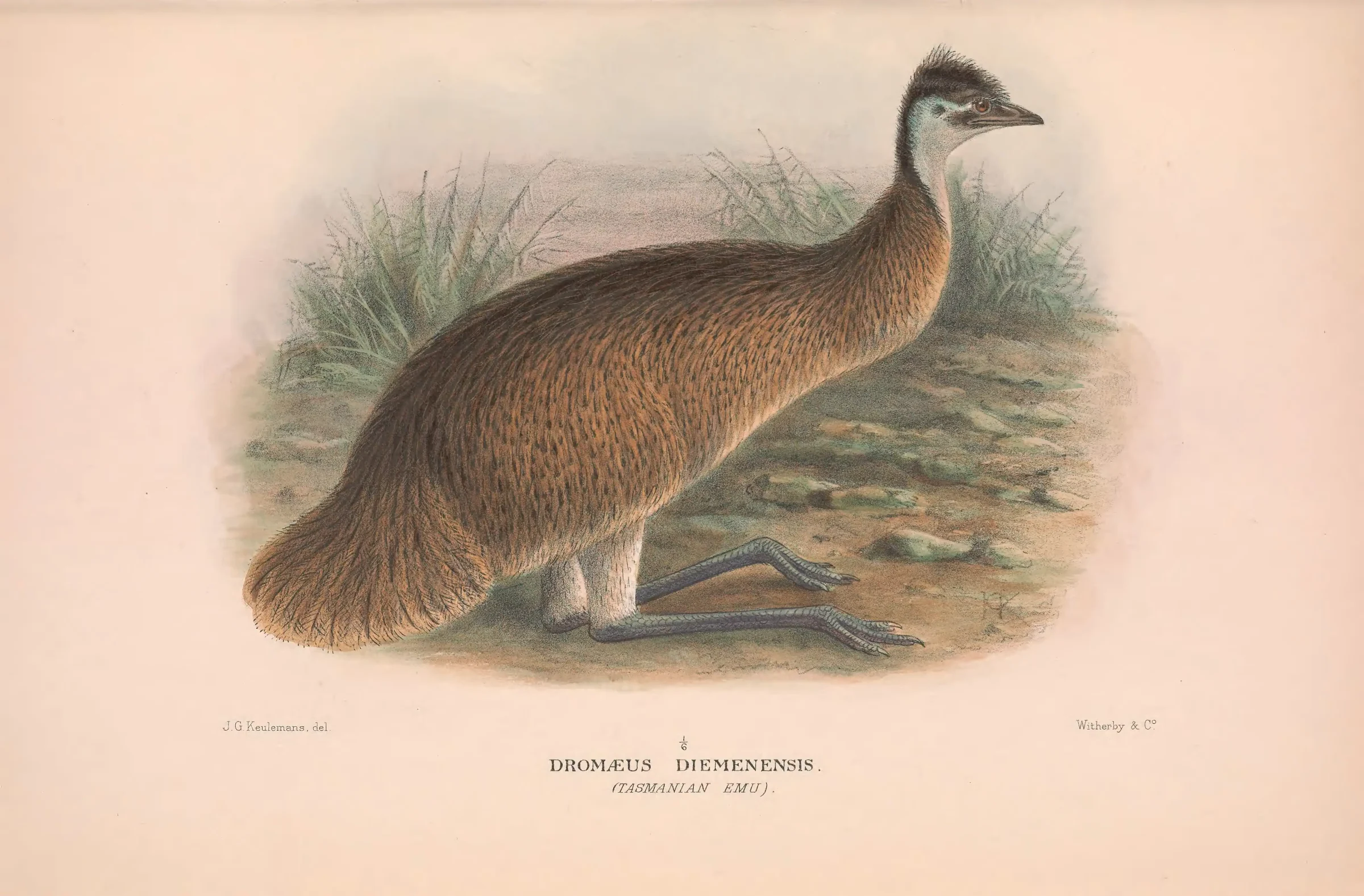Historical bird plate: Emu