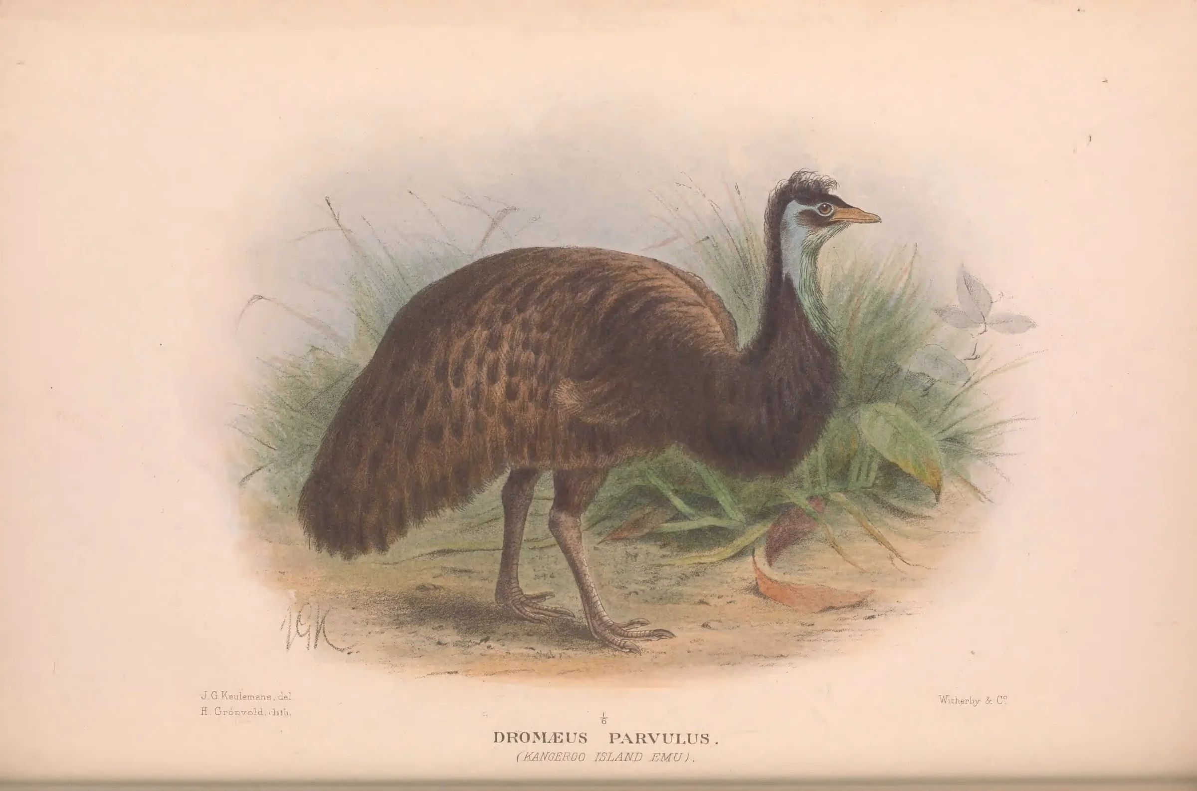 Historical bird plate: Emu