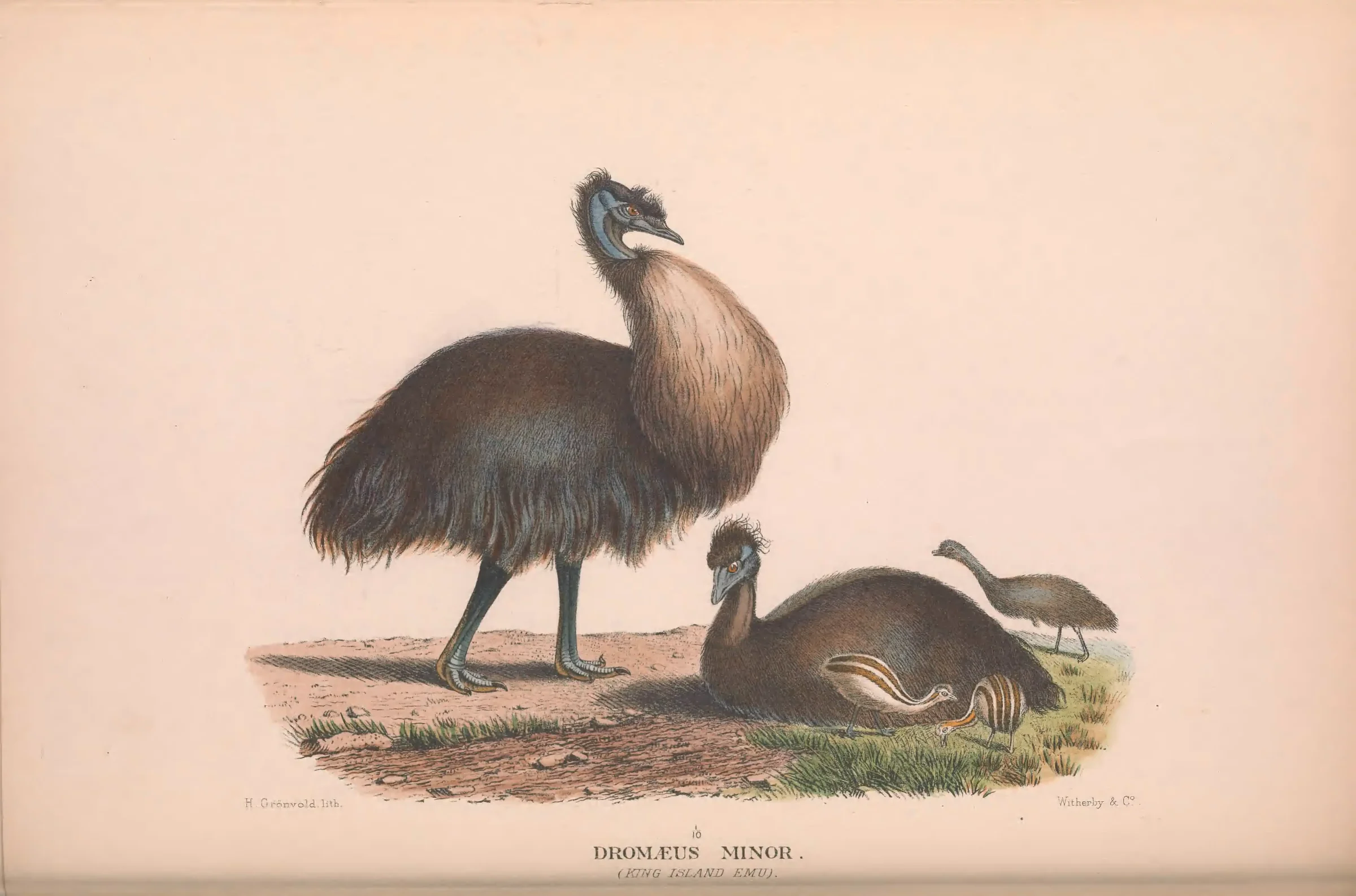 Historical bird plate: Emu