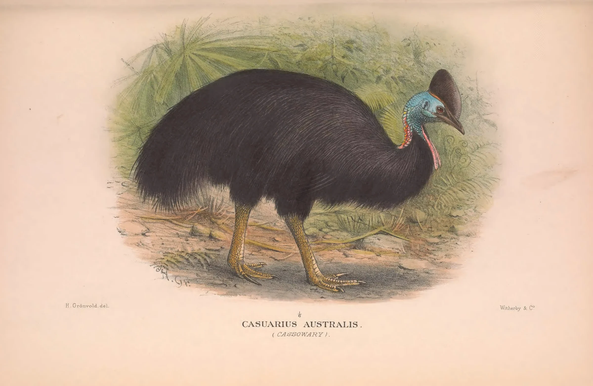 Historical bird plate: Southern Cassowary