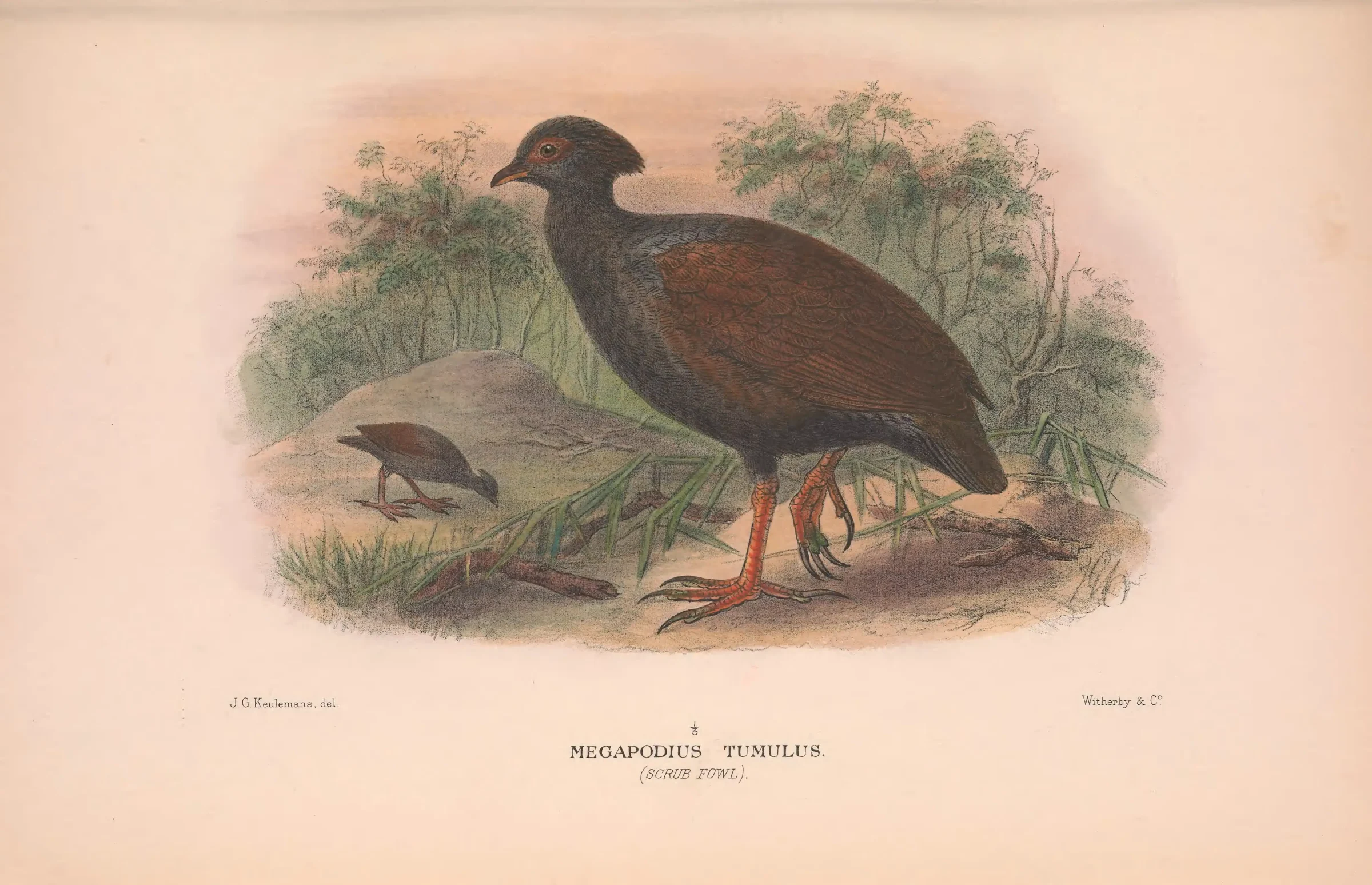 Historical bird plate: Orange-footed Scrubfowl