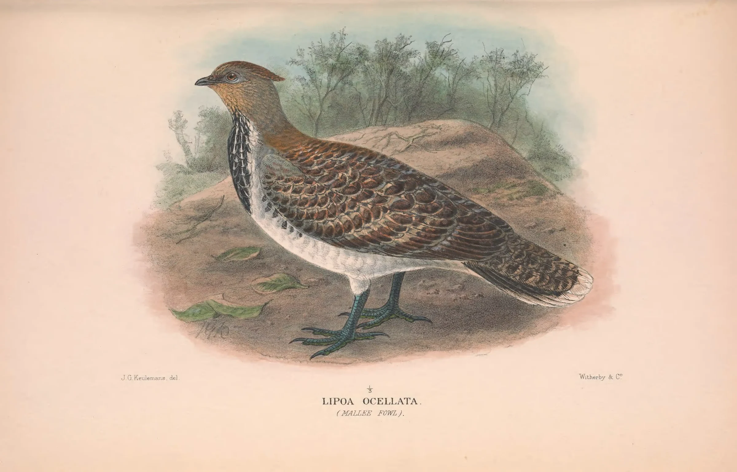 Historical bird plate: Malleefowl