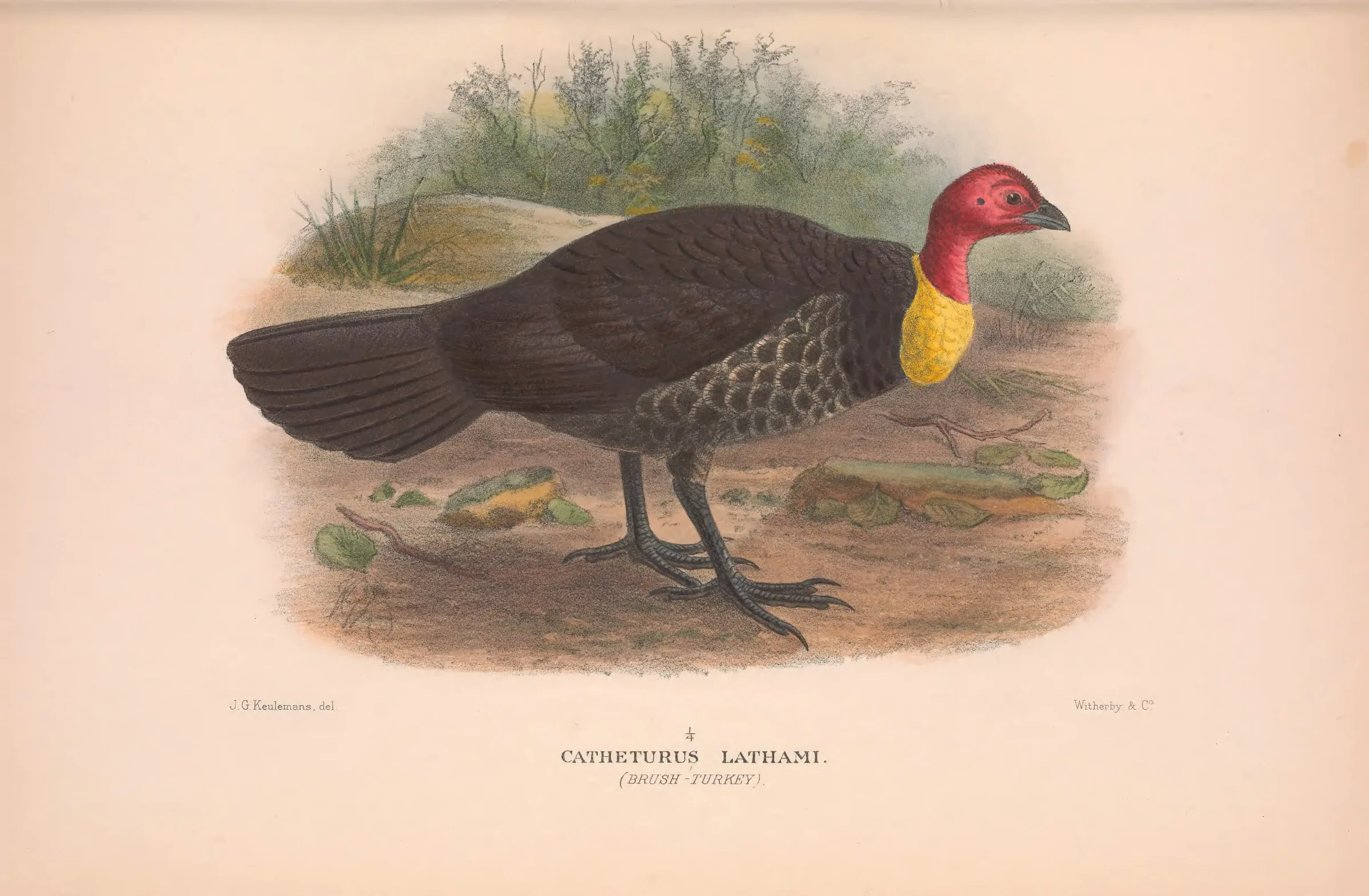 Historical bird plate: Australian Brushturkey