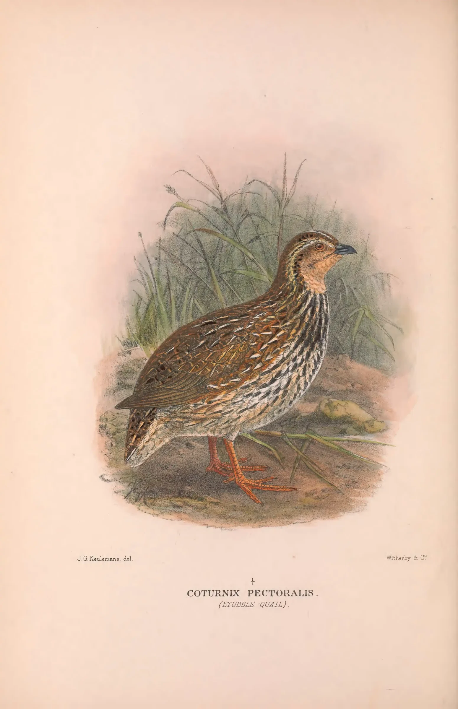 Historical bird plate: Stubble Quail