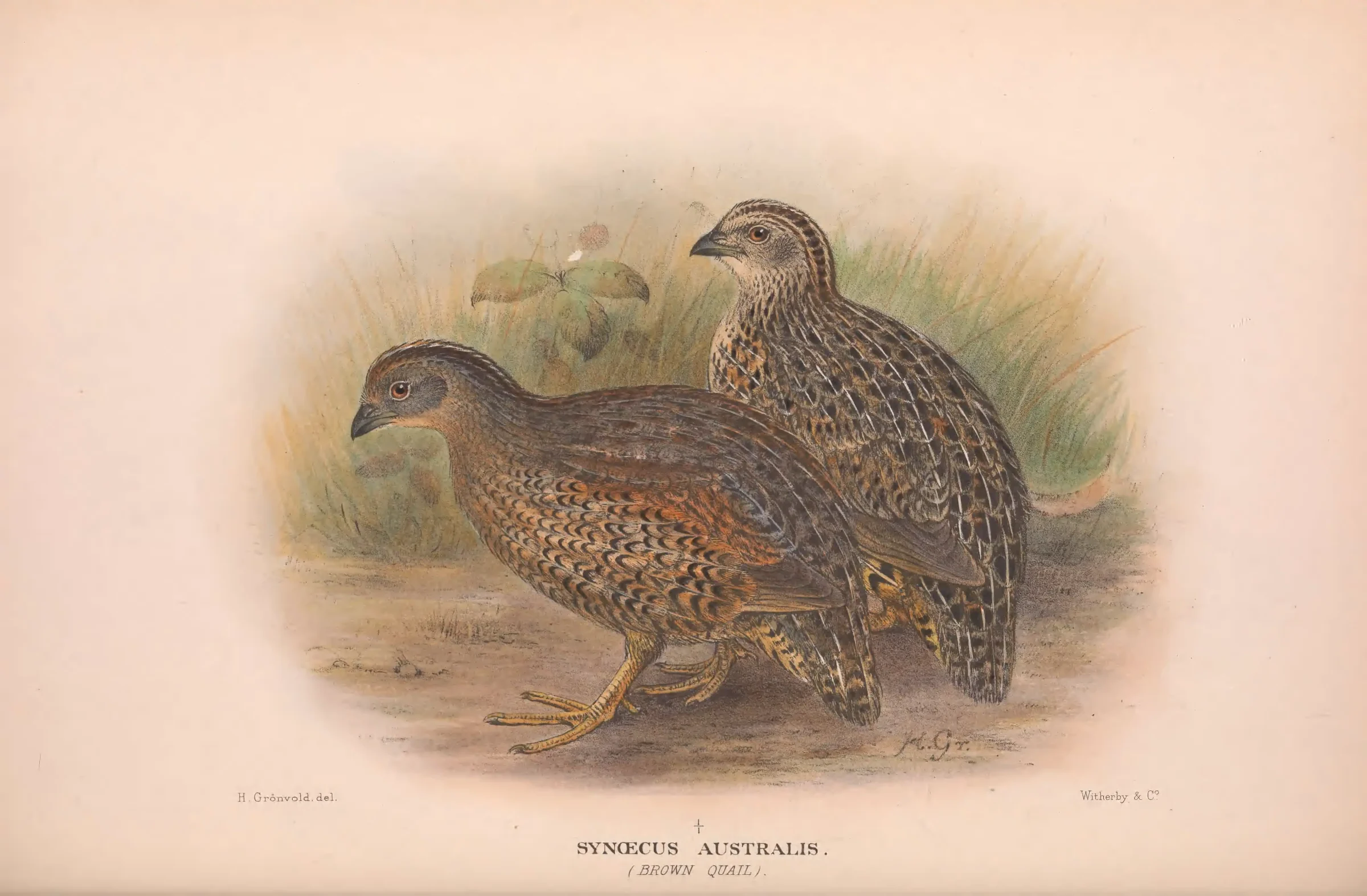 Historical bird plate: Brown Quail