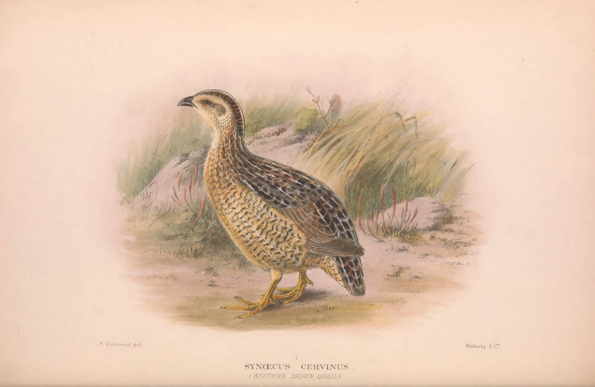 Historical bird plate: King Quail