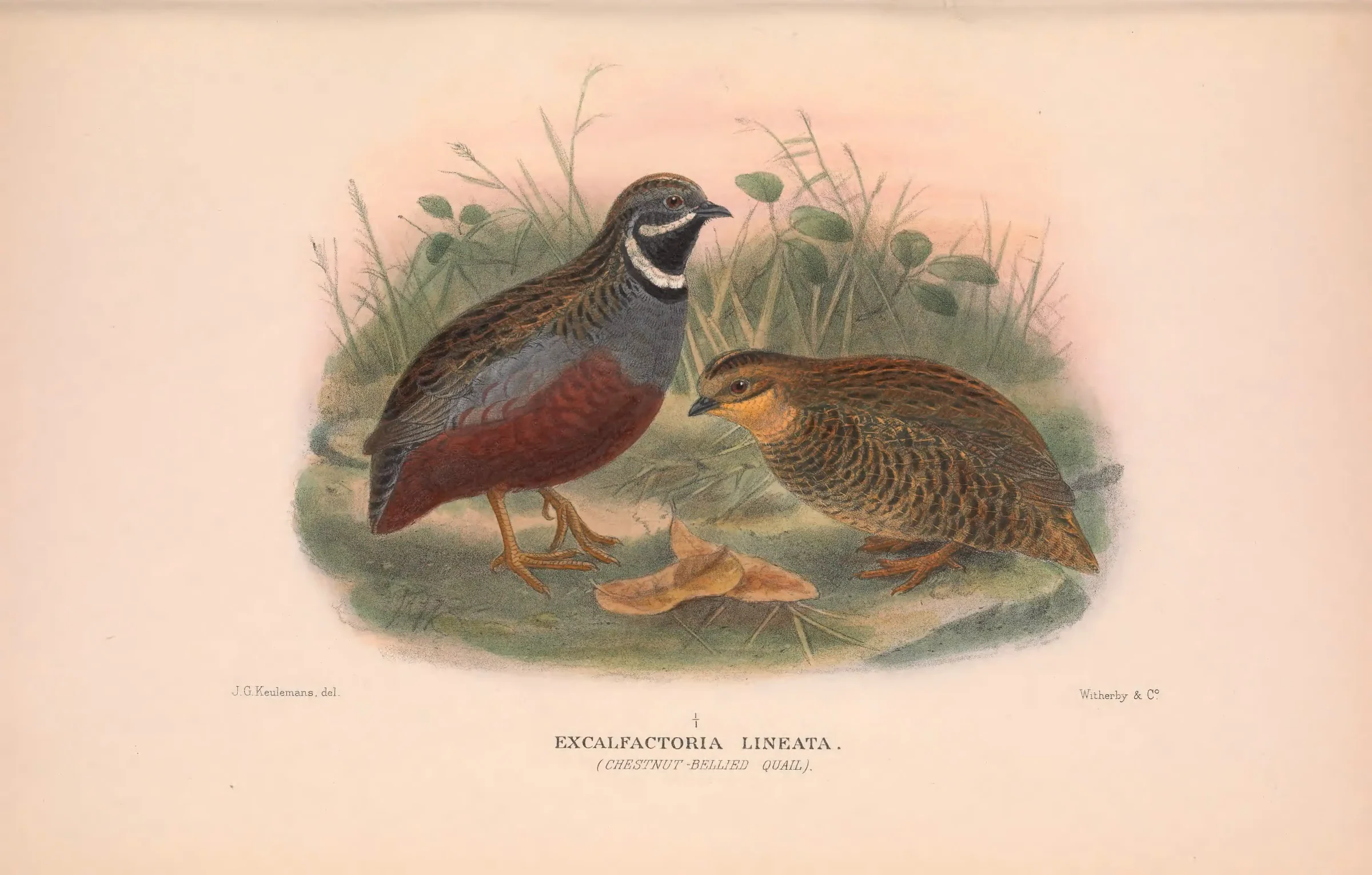 Historical bird plate: King Quail