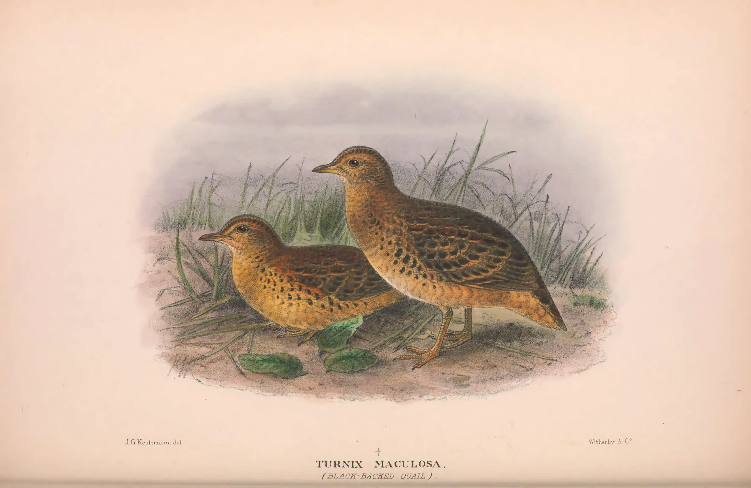 Historical bird plate: Red-backed Buttonquail
