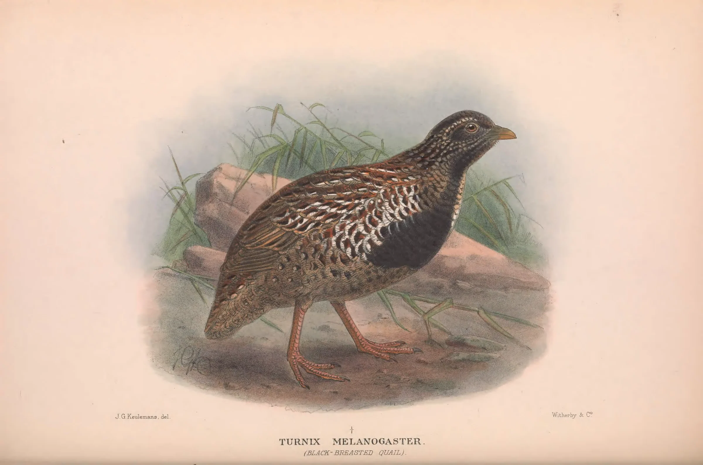 Historical bird plate: Black-breasted Buttonquail