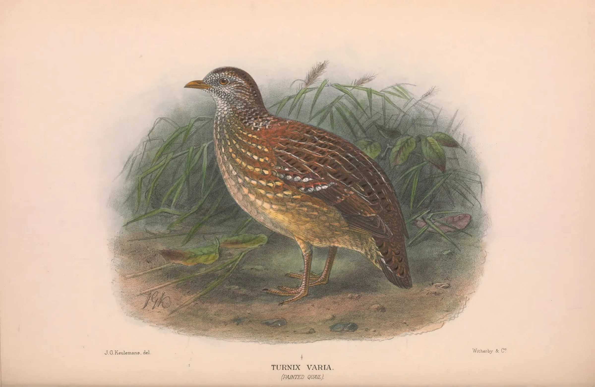 Historical bird plate: Painted Buttonquail