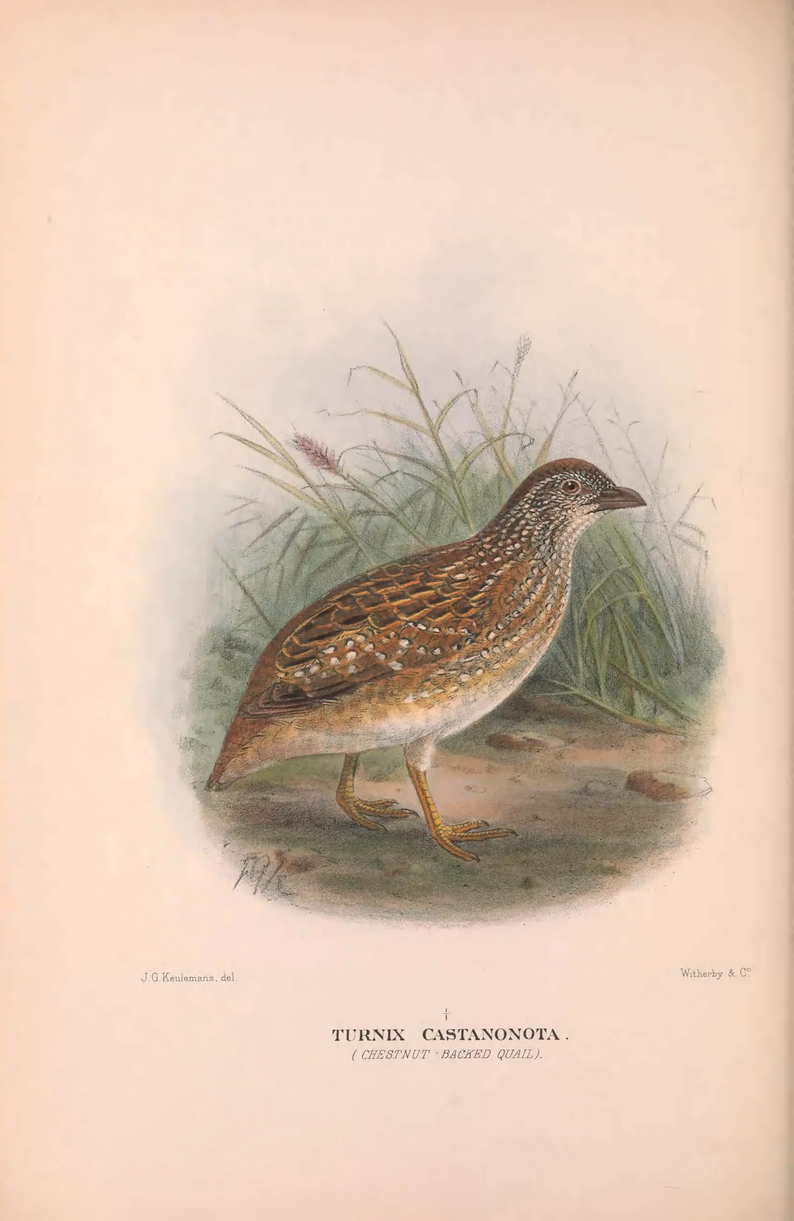 Historical bird plate: Chestnut-backed Buttonquail