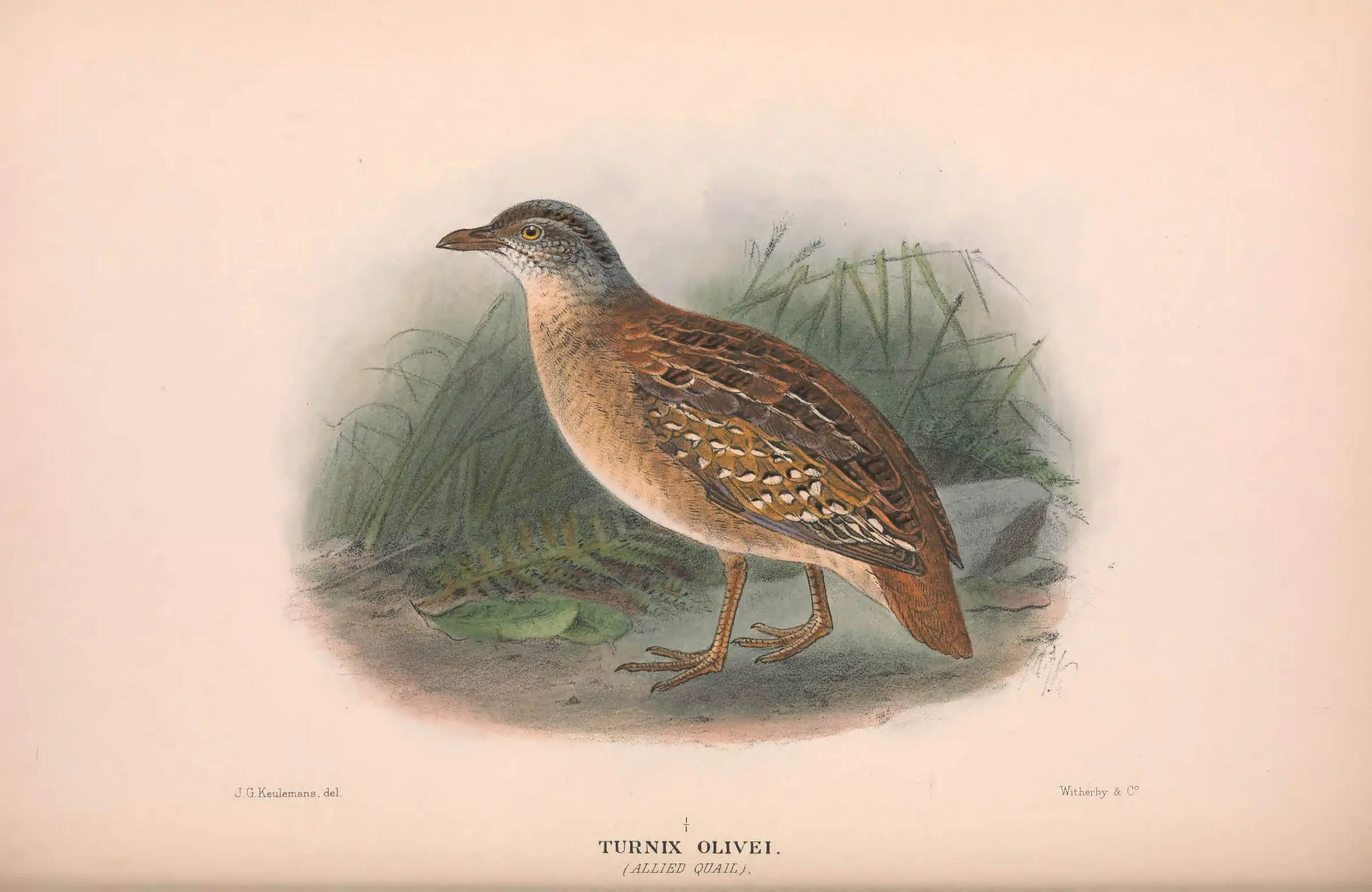 Historical bird plate: Buff-breasted Buttonquail