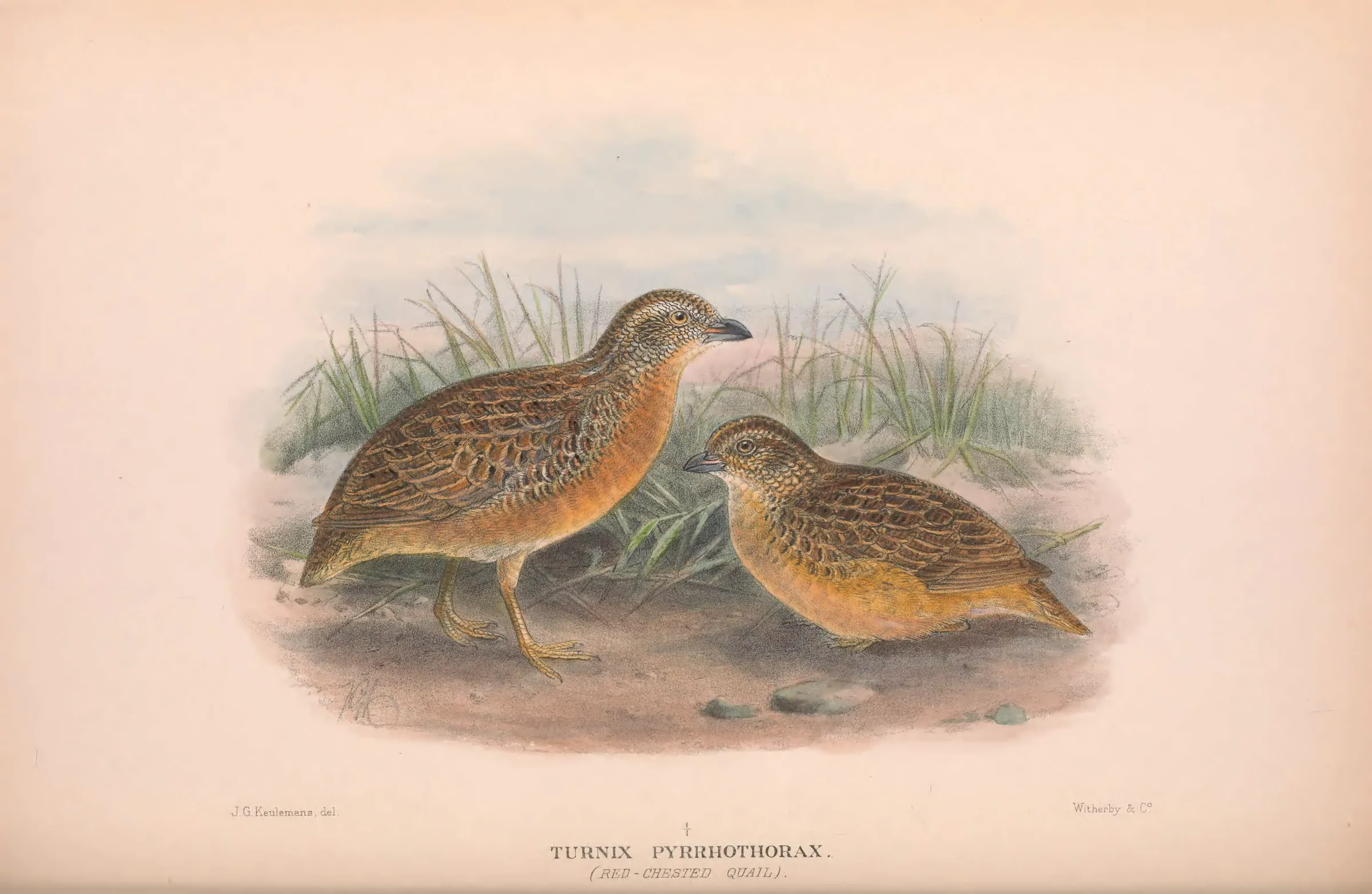 Historical bird plate: Red-chested Buttonquail