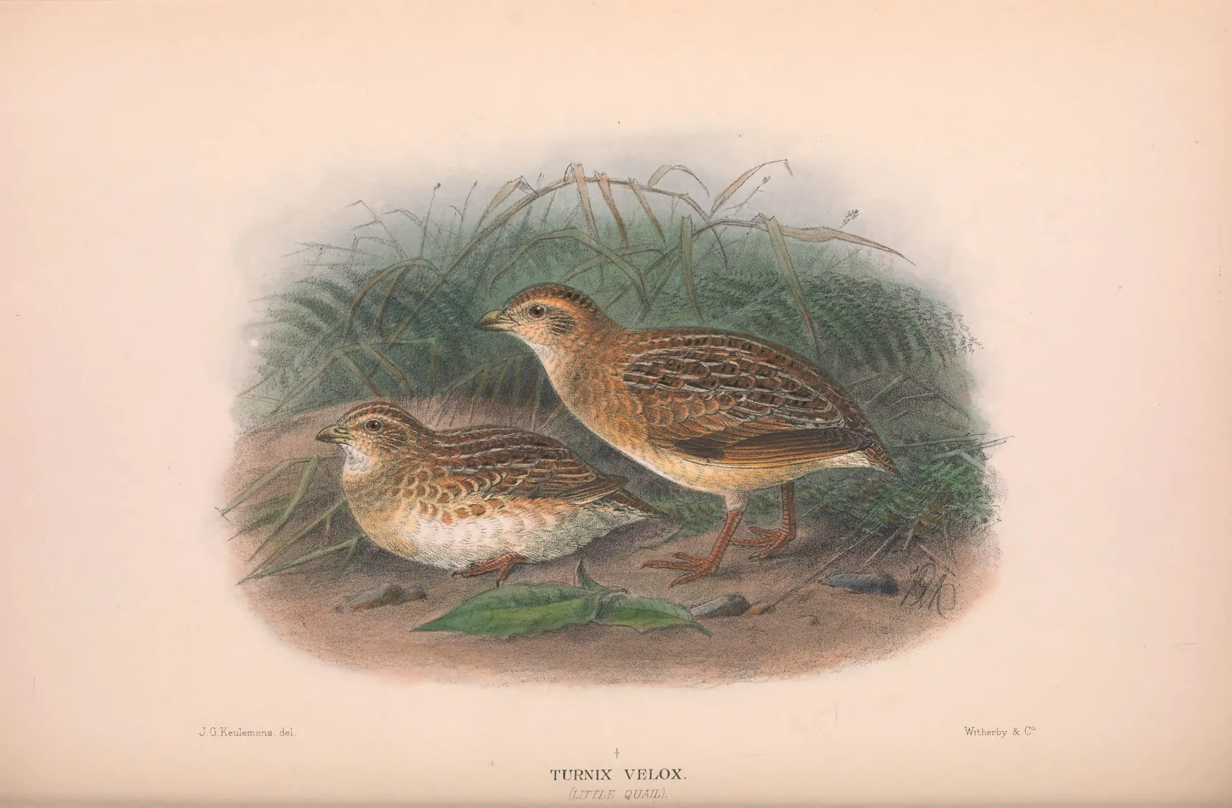 Historical bird plate: Little Buttonquail