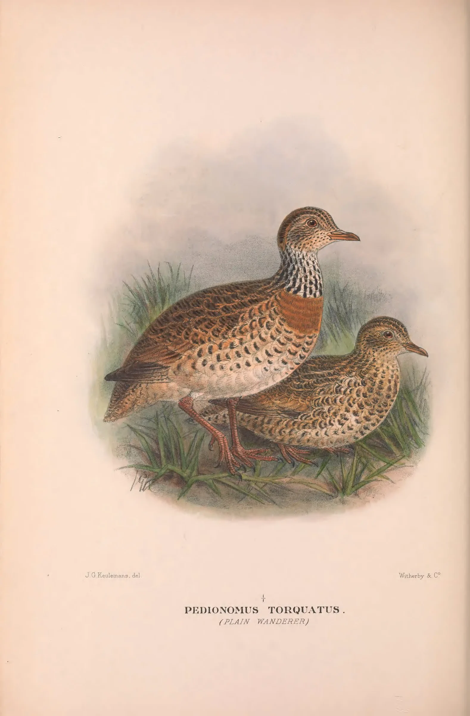 Historical bird plate: Plains-wanderer