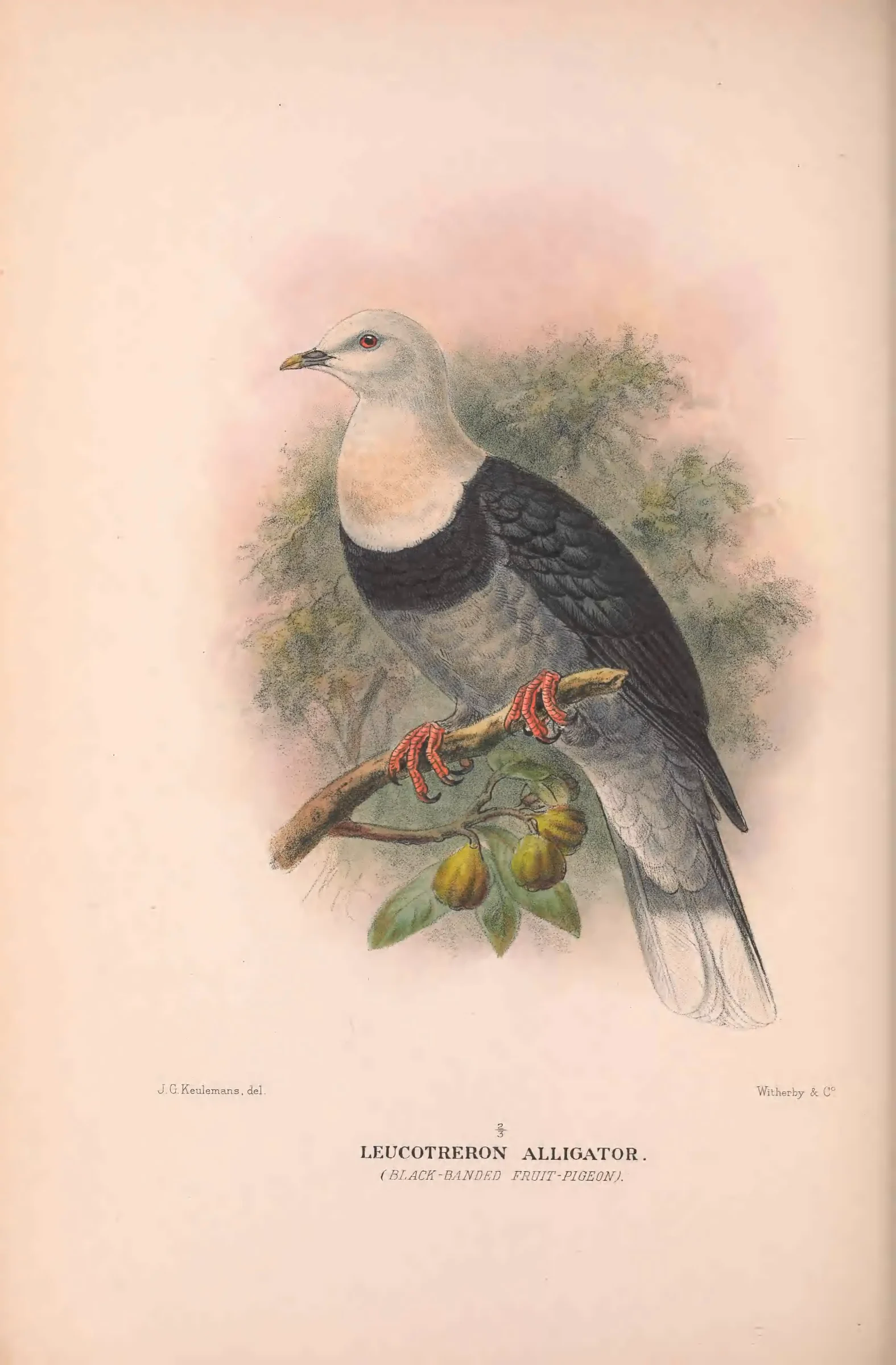 Historical bird plate: Black-banded Fruit Dove