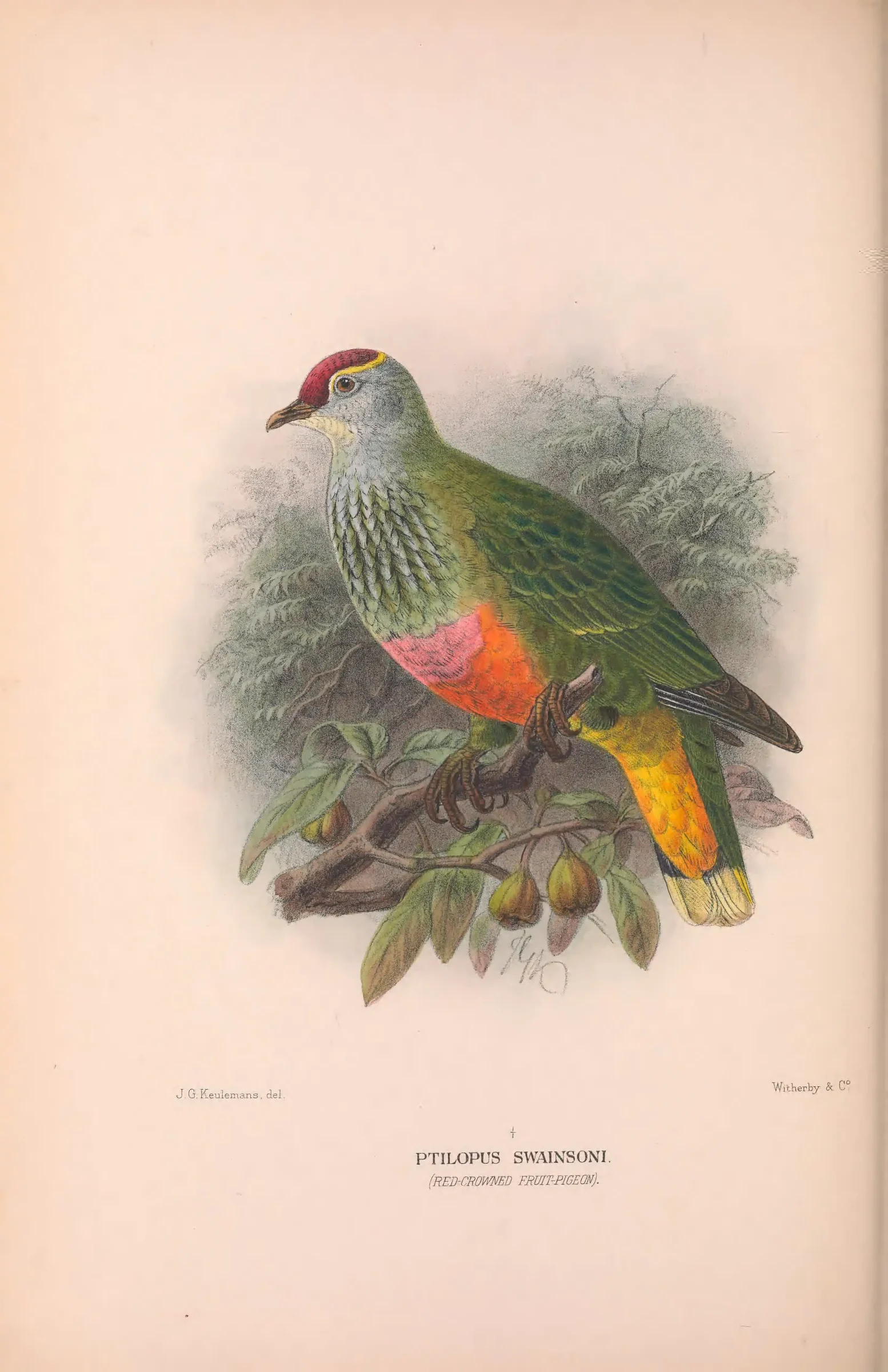 Historical bird plate: Rose-crowned Fruit Dove