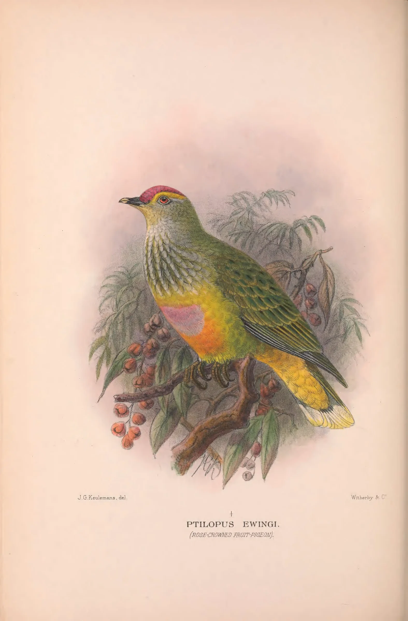 Historical bird plate: Rose-crowned Fruit Dove
