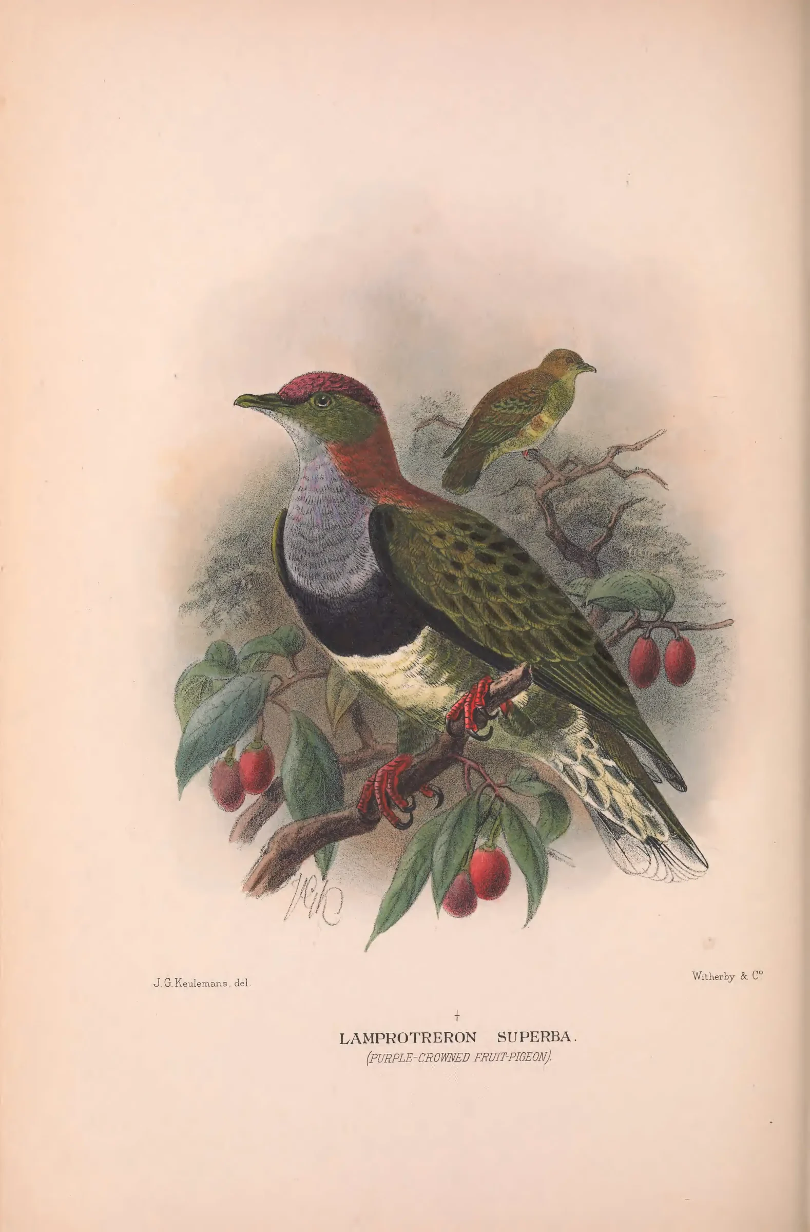 Historical bird plate: Superb Fruit Dove