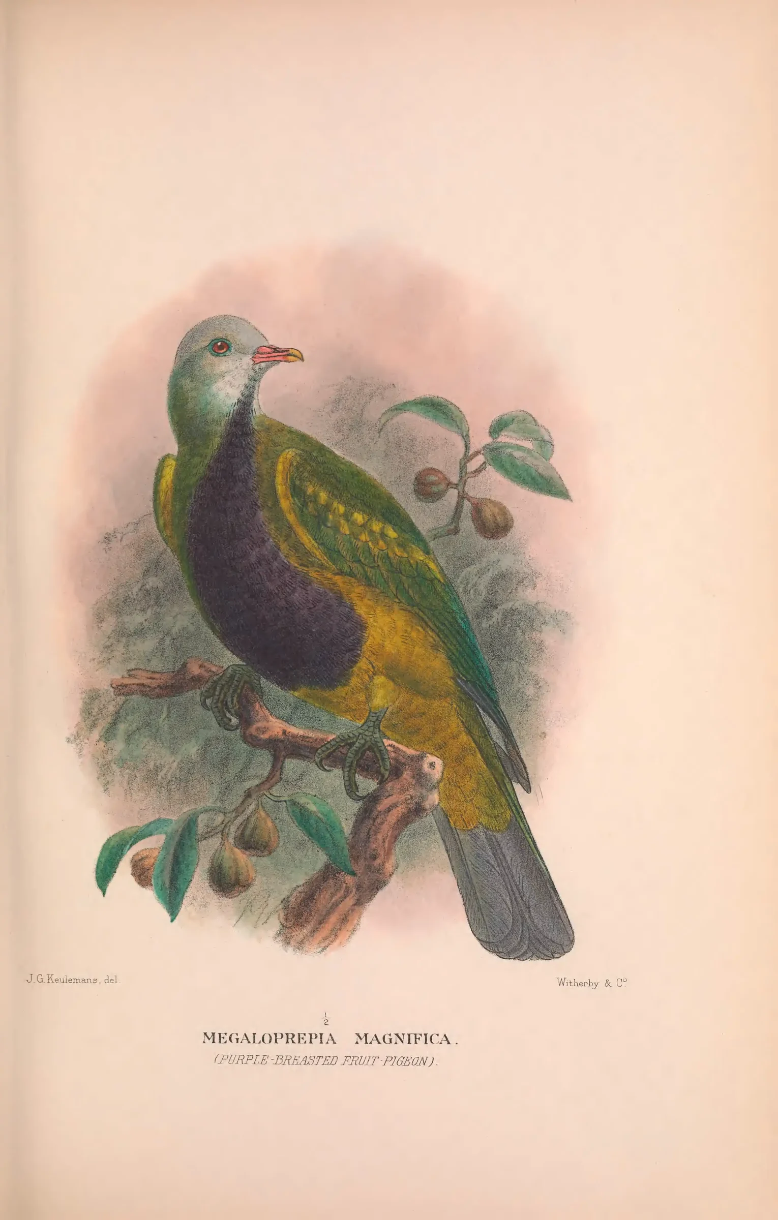 Historical bird plate: Wompoo Fruit Dove