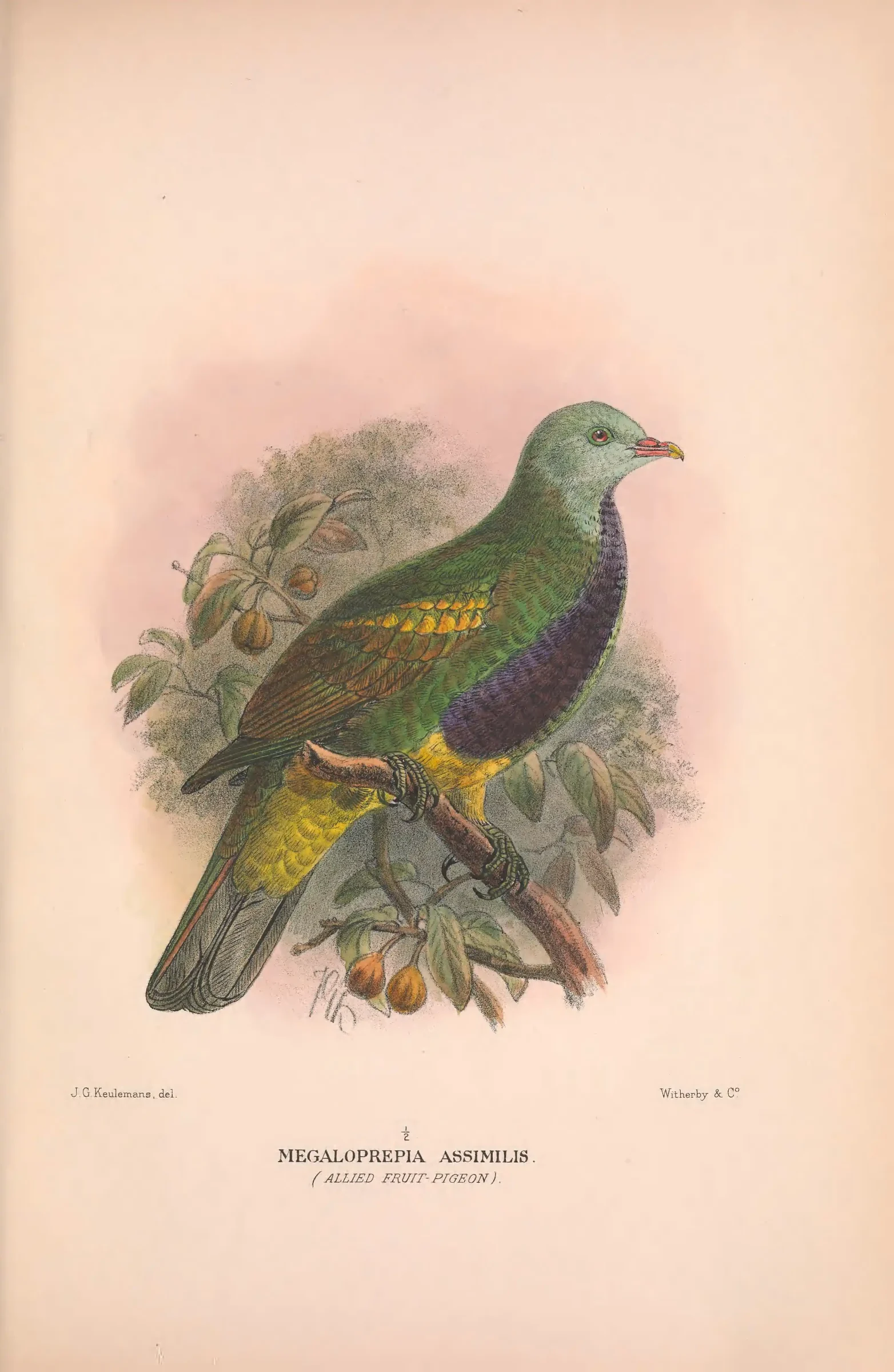 Historical bird plate: Wompoo Fruit Dove