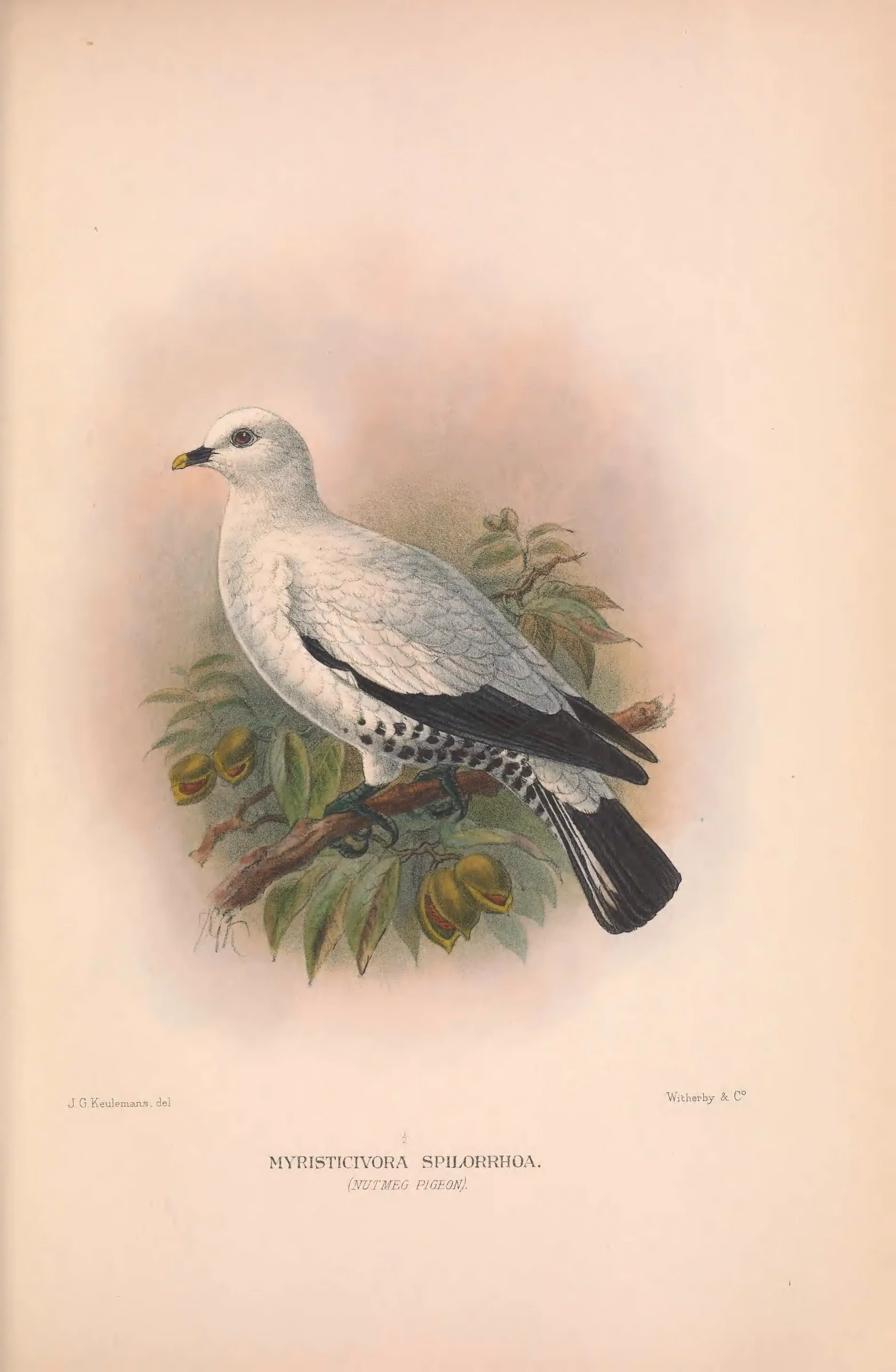 Historical bird plate: Torresian Imperial Pigeon