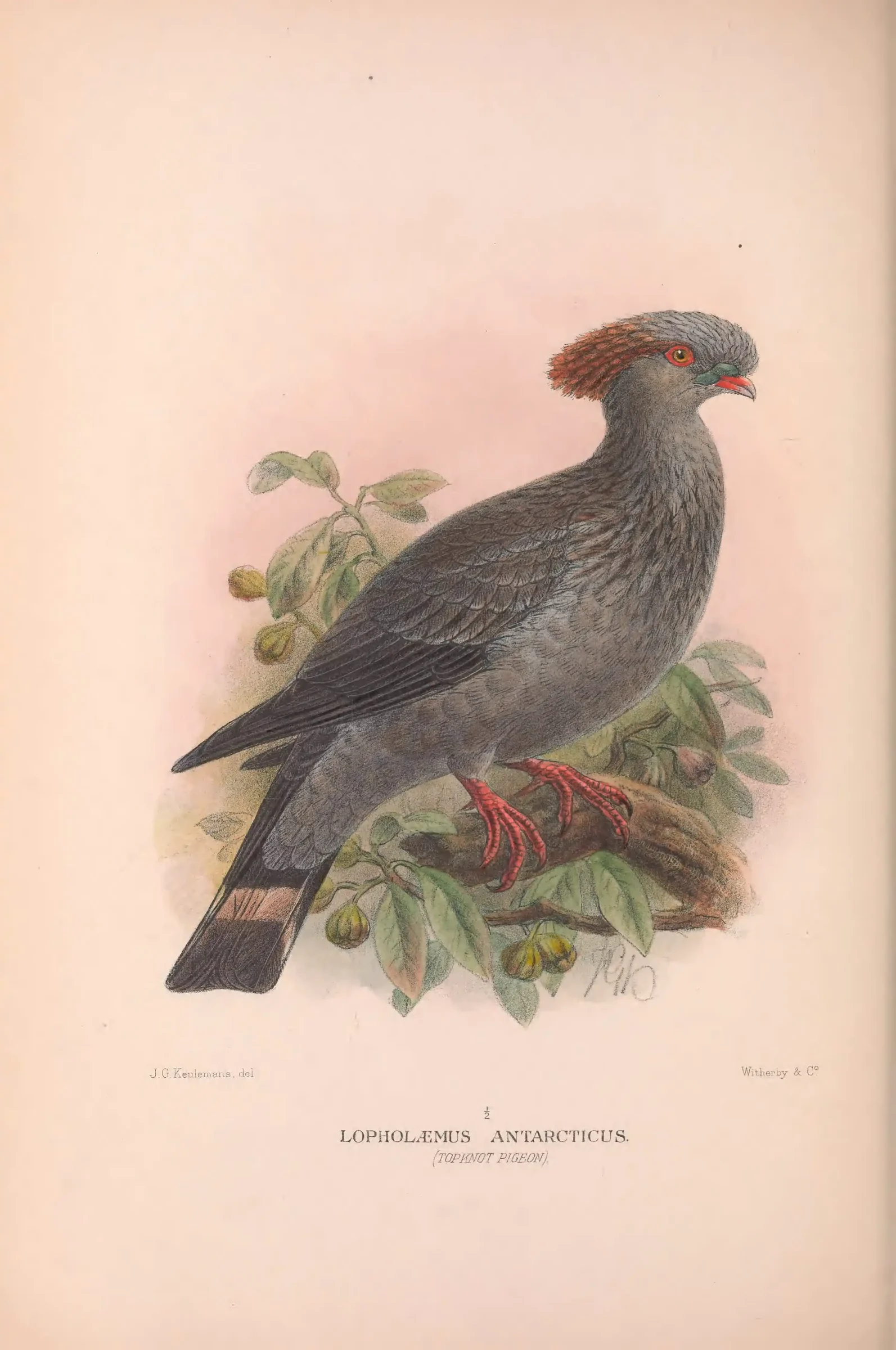 Historical bird plate: Topknot Pigeon