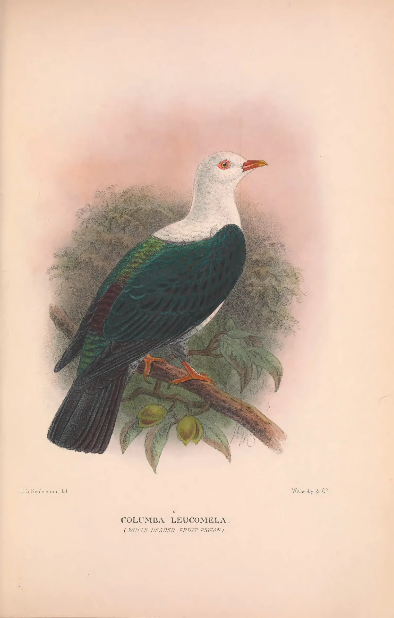 Historical bird plate: White-headed Pigeon