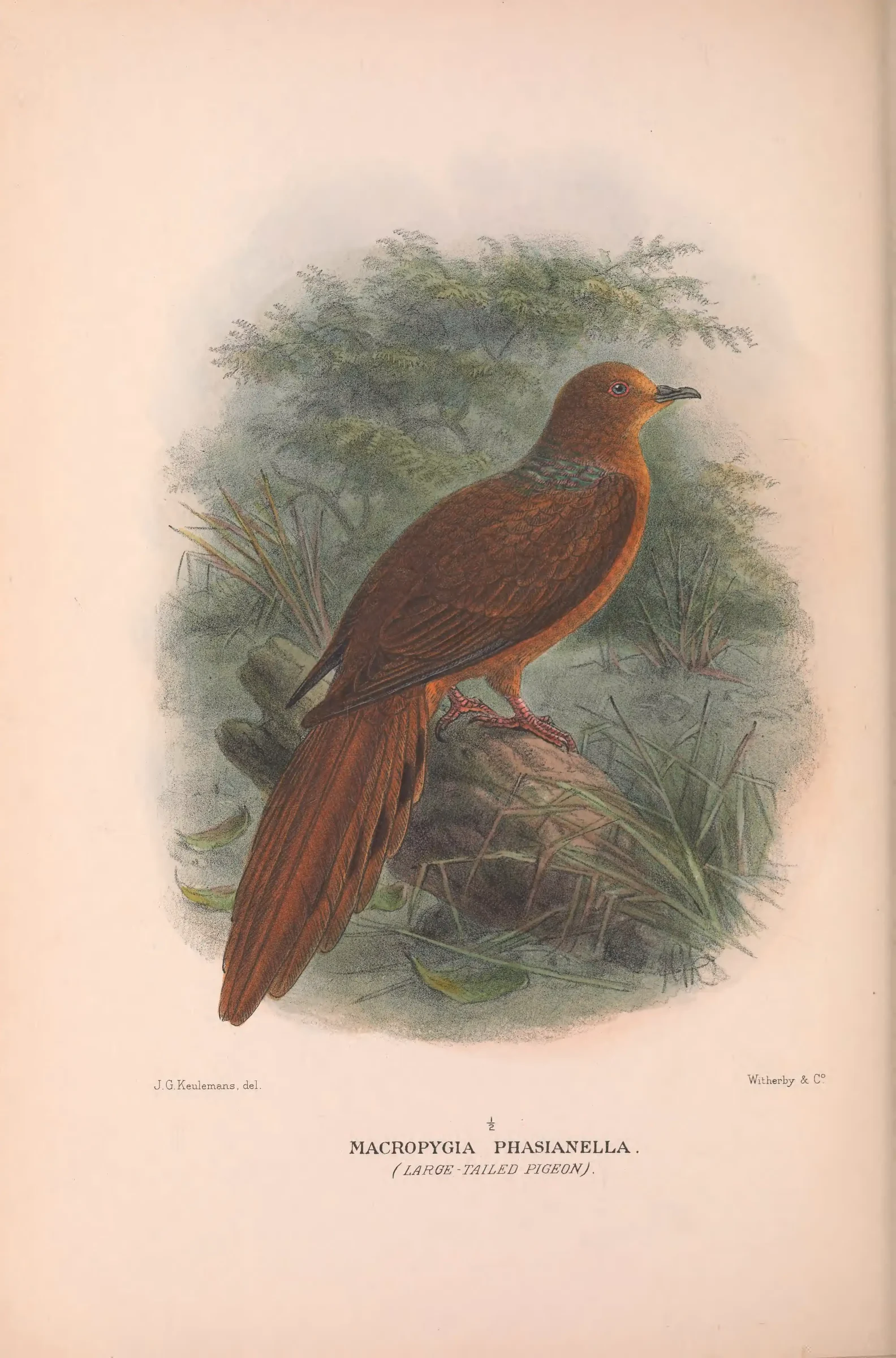 Historical bird plate: Brown Cuckoo-Dove