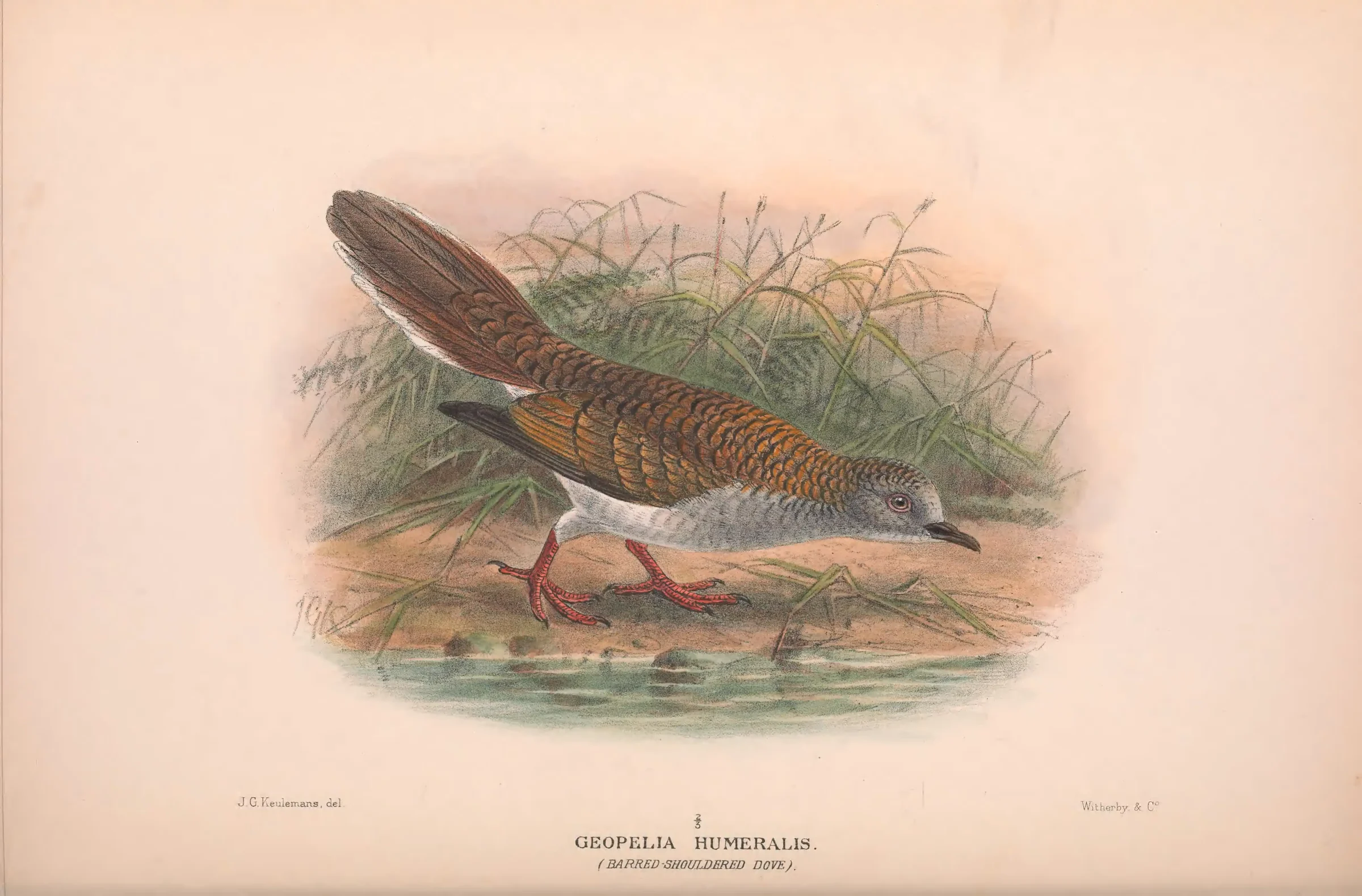 Historical bird plate: Bar-shouldered Dove