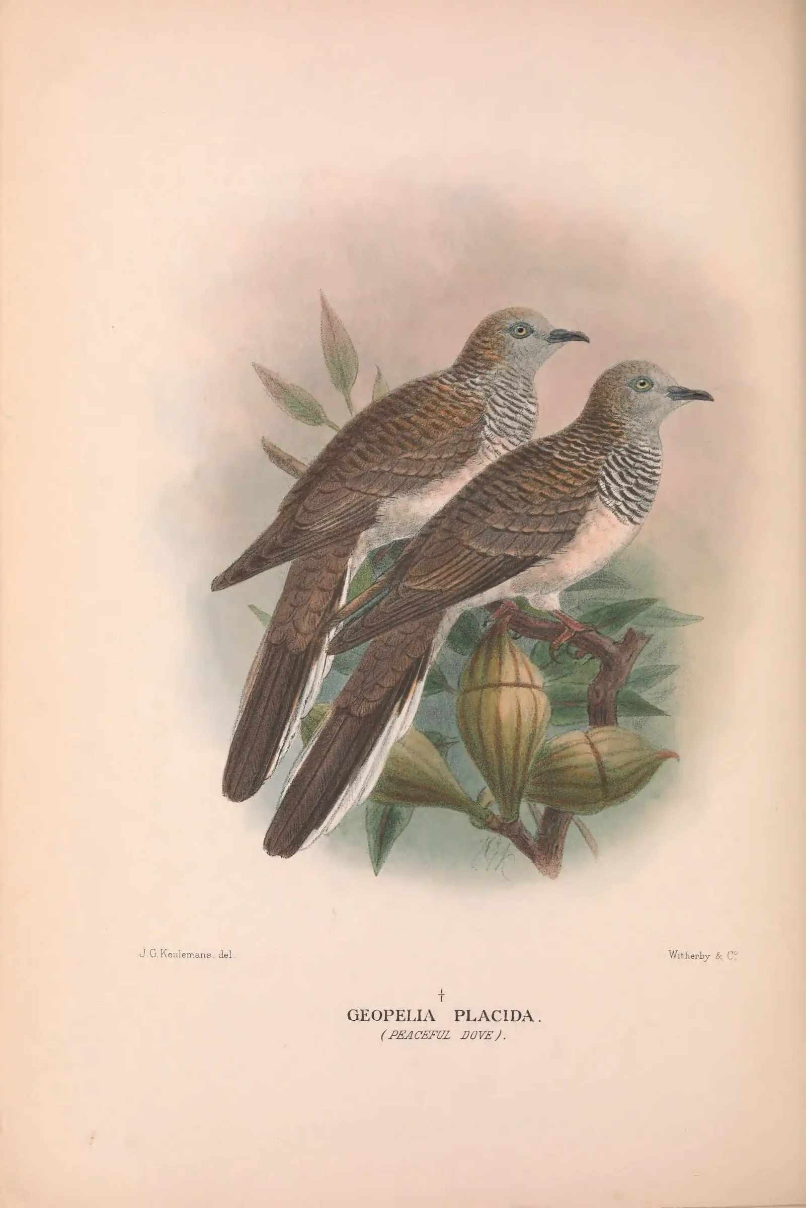 Historical bird plate: Peaceful Dove