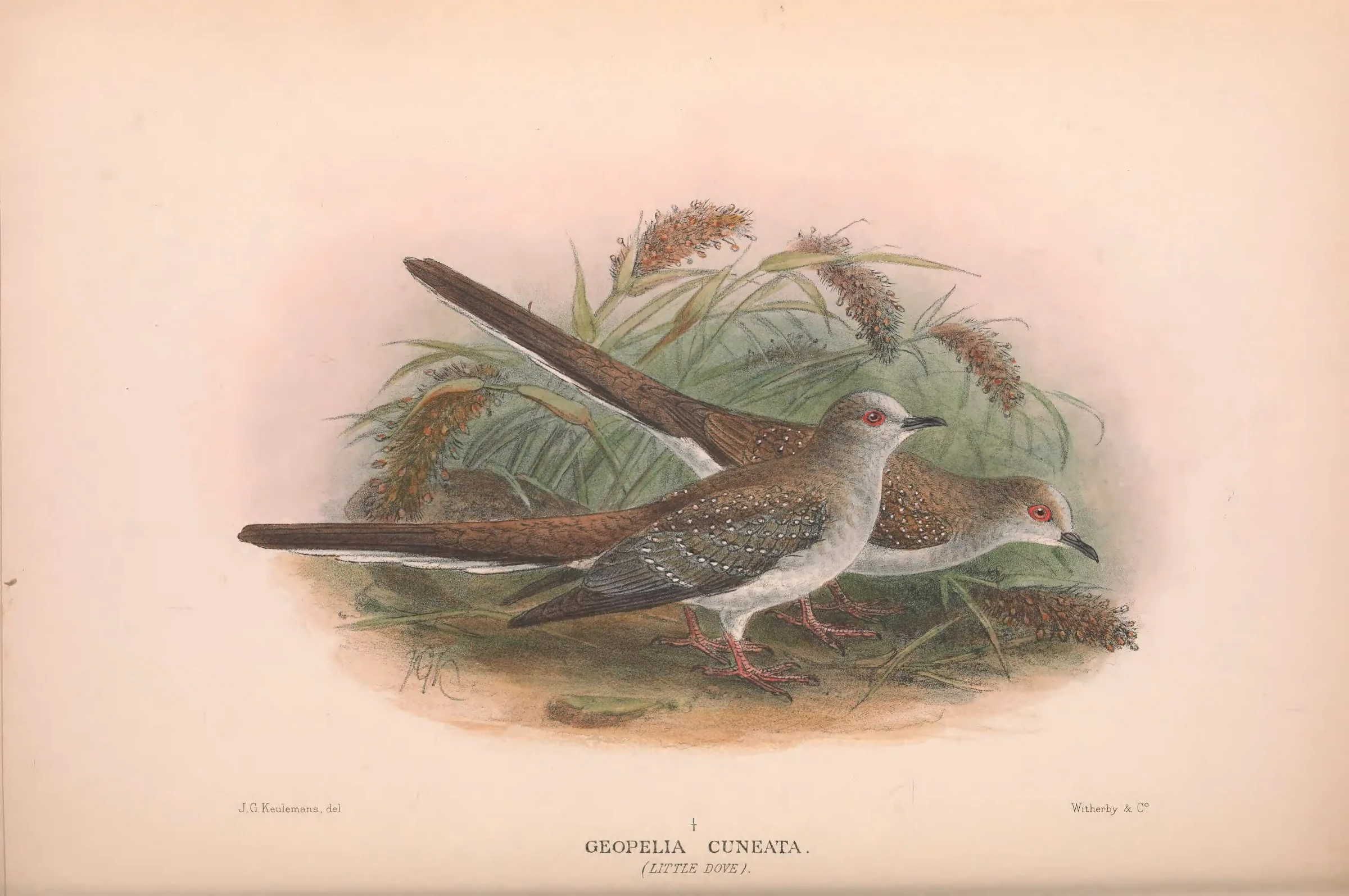 Historical bird plate: Diamond Dove