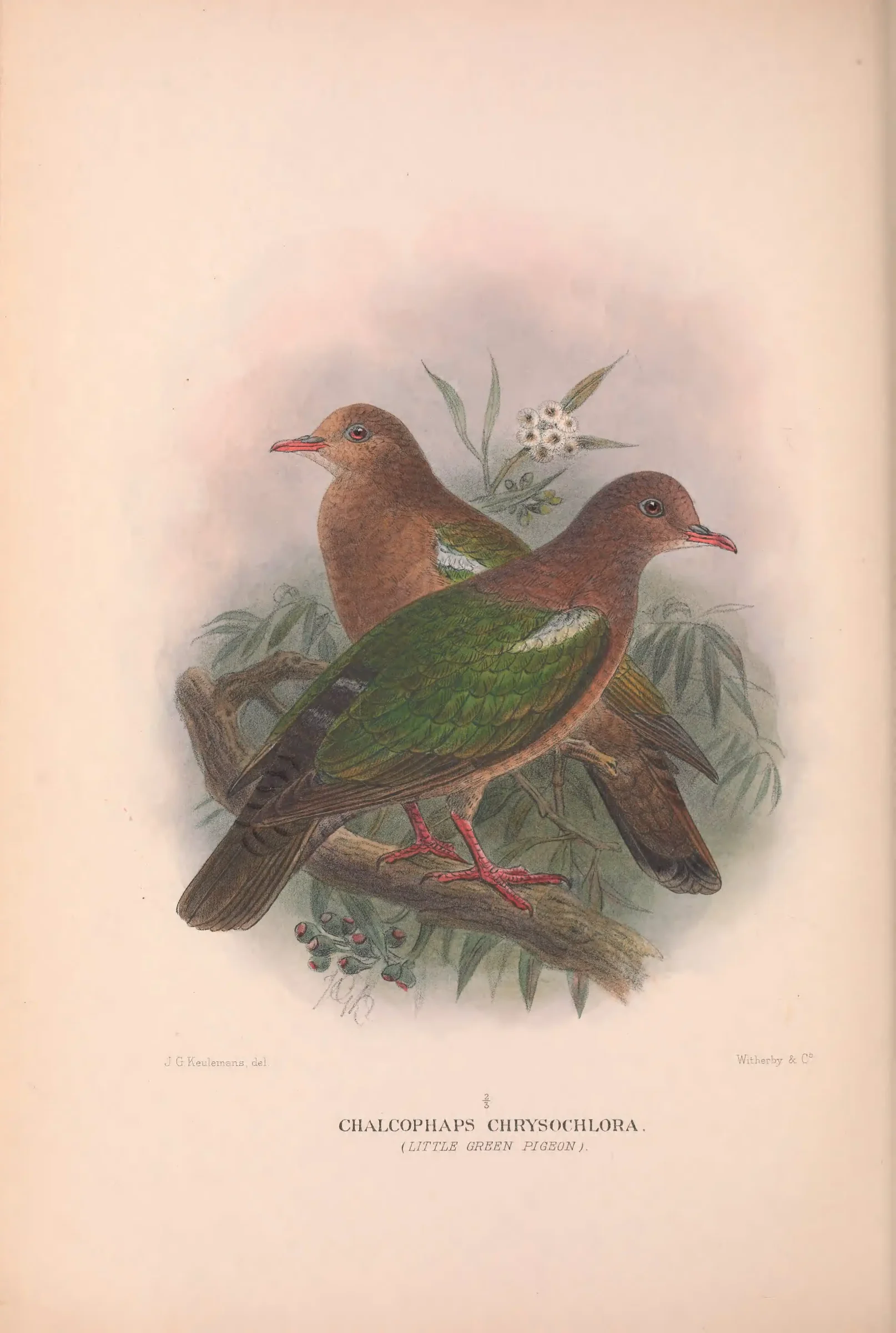 Historical bird plate: Pacific Emerald Dove
