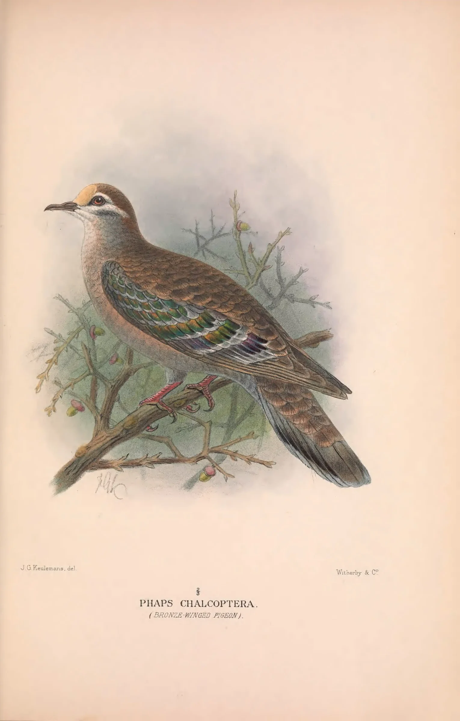 Historical bird plate: Common Bronzewing