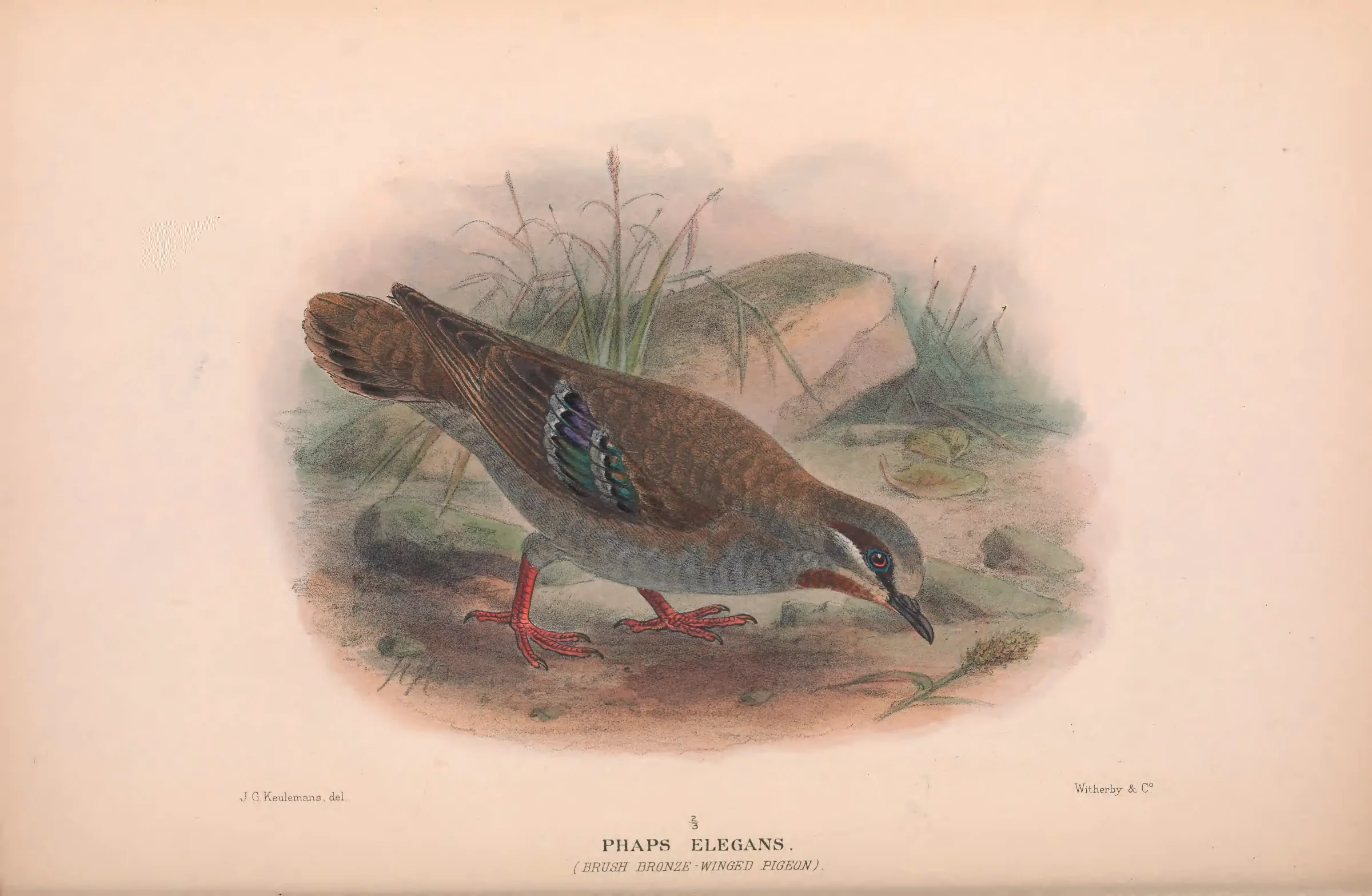 Historical bird plate: Brush Bronzewing