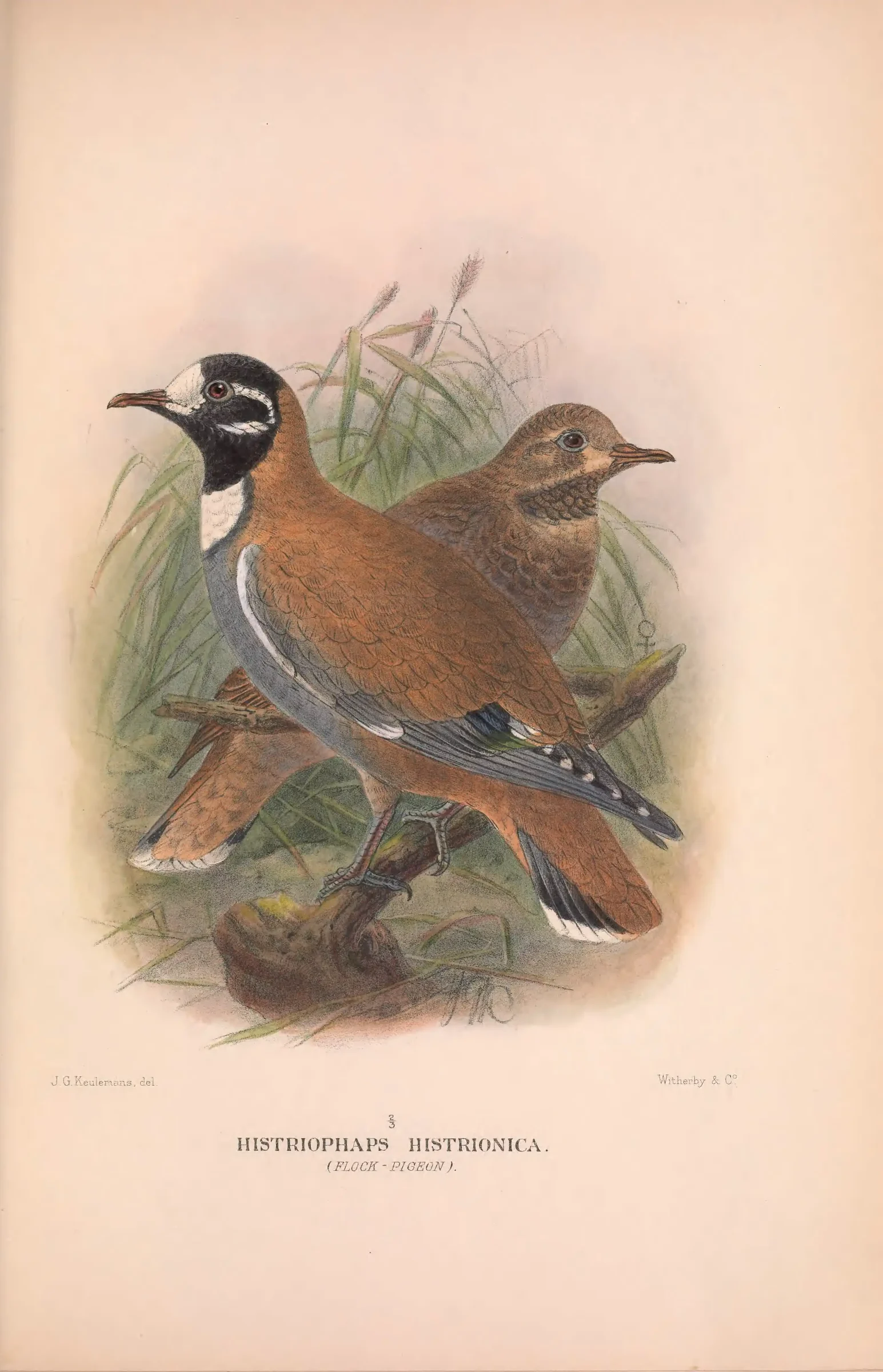 Historical bird plate: Flock Bronzewing