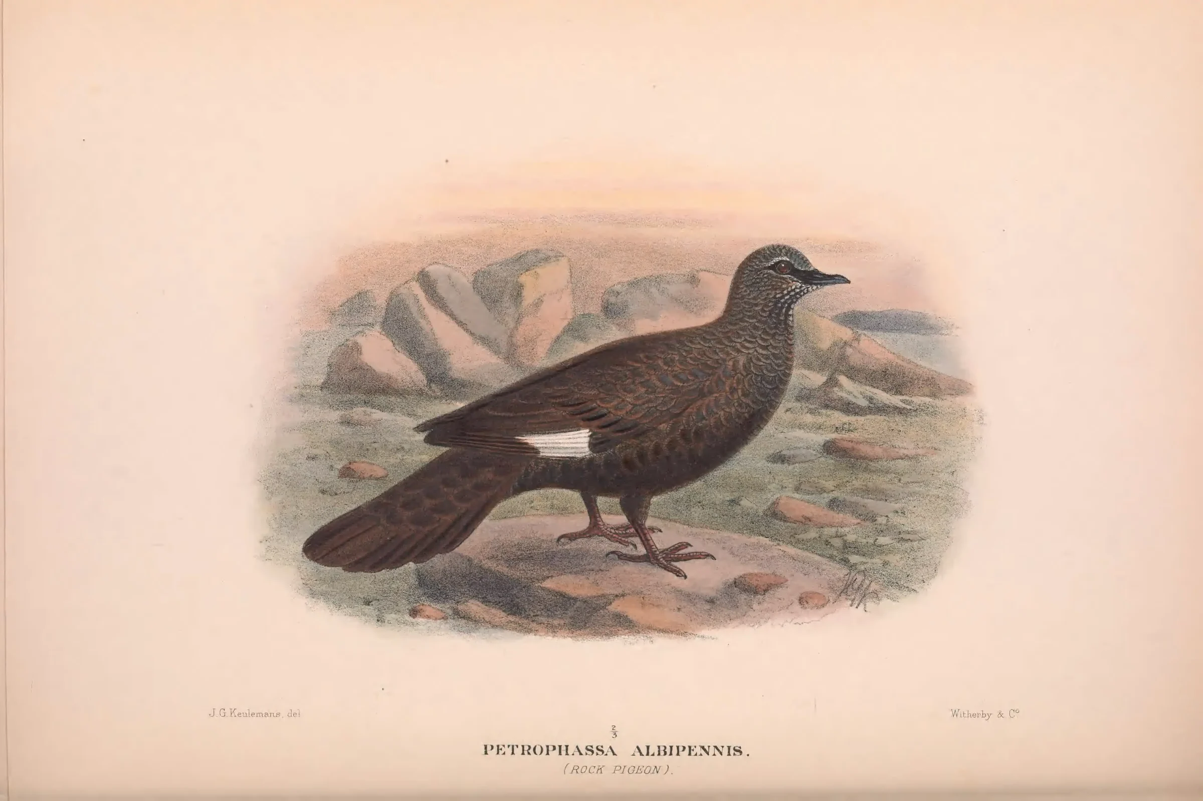 Historical bird plate: Chestnut-quilled Rock Pigeon