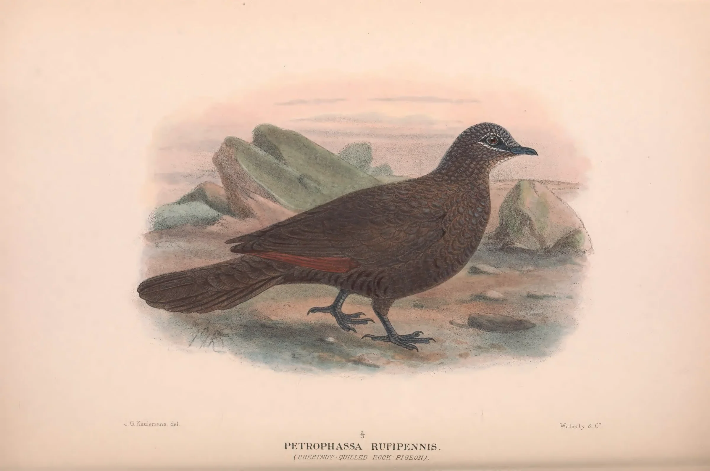 Historical bird plate: White-quilled Rock Pigeon
